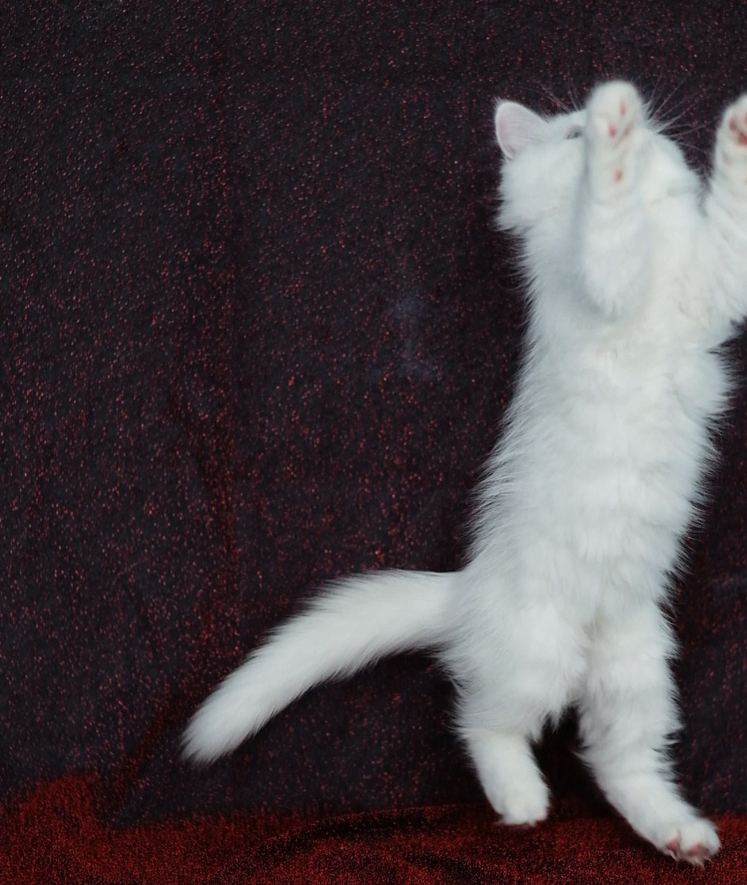 N-Arktur. SIBERIALIS: Katzenzucht von Sibirischen und Neva Masquarade Katzen