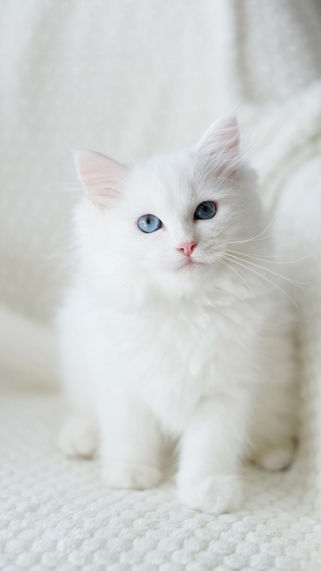 N-Bellatrix. SIBERIALIS: Katzenzucht von Sibirischen und Neva Masquarade Katzen