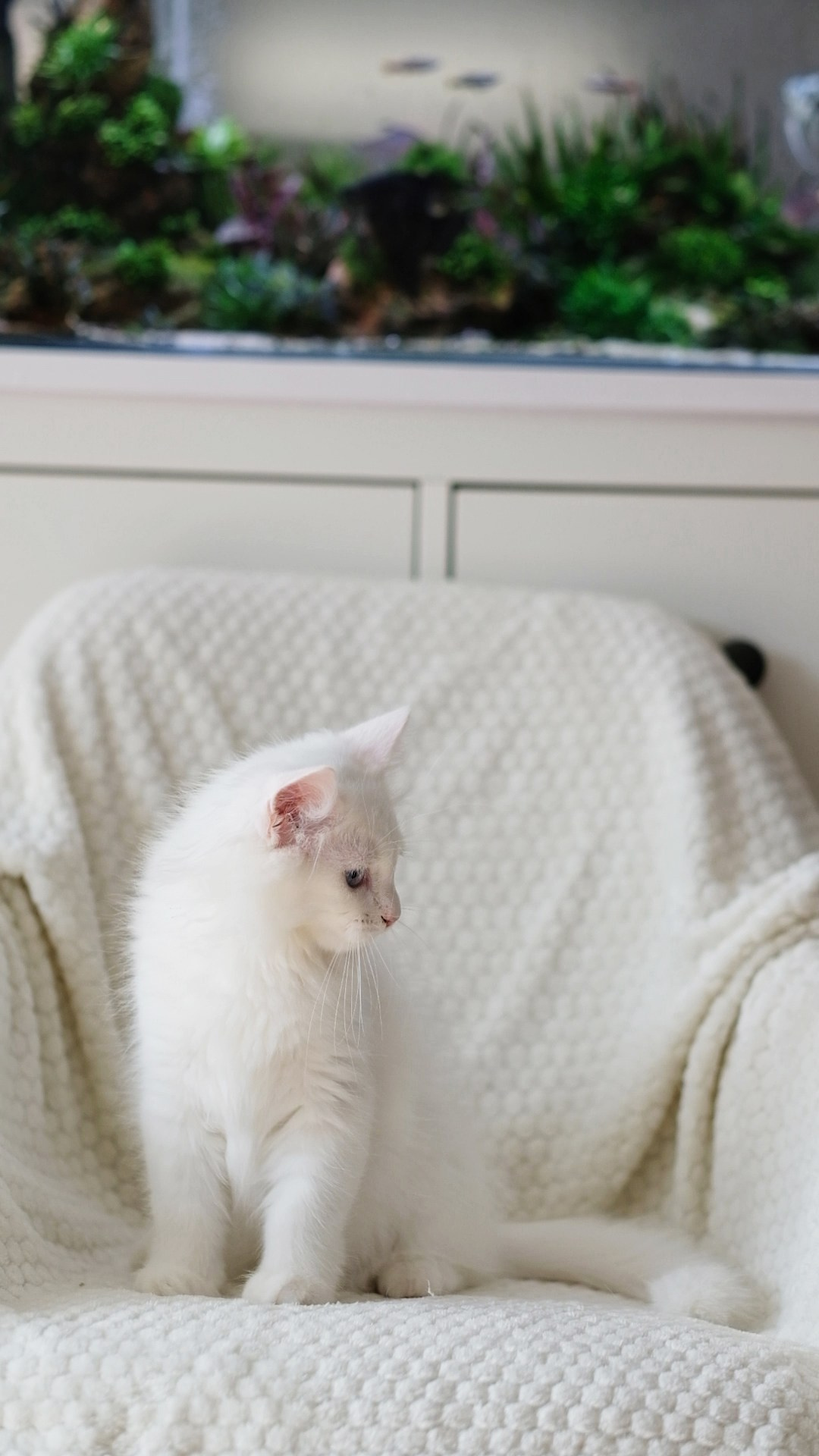 N-Alcor. SIBERIALIS: Katzenzucht von Sibirischen und Neva Masquarade Katzen
