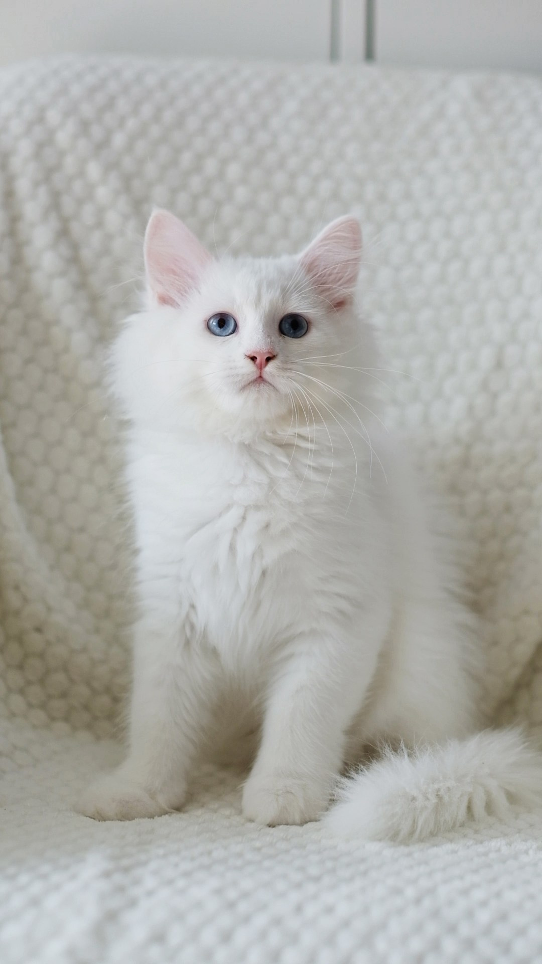 N-Alcor. SIBERIALIS: Katzenzucht von Sibirischen und Neva Masquarade Katzen