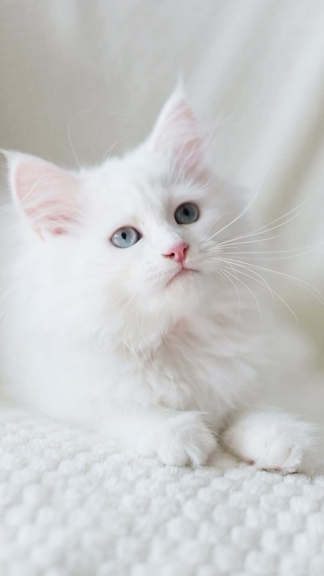 N-Andromeda. SIBERIALIS: Katzenzucht von Sibirischen und Neva Masquarade Katzen