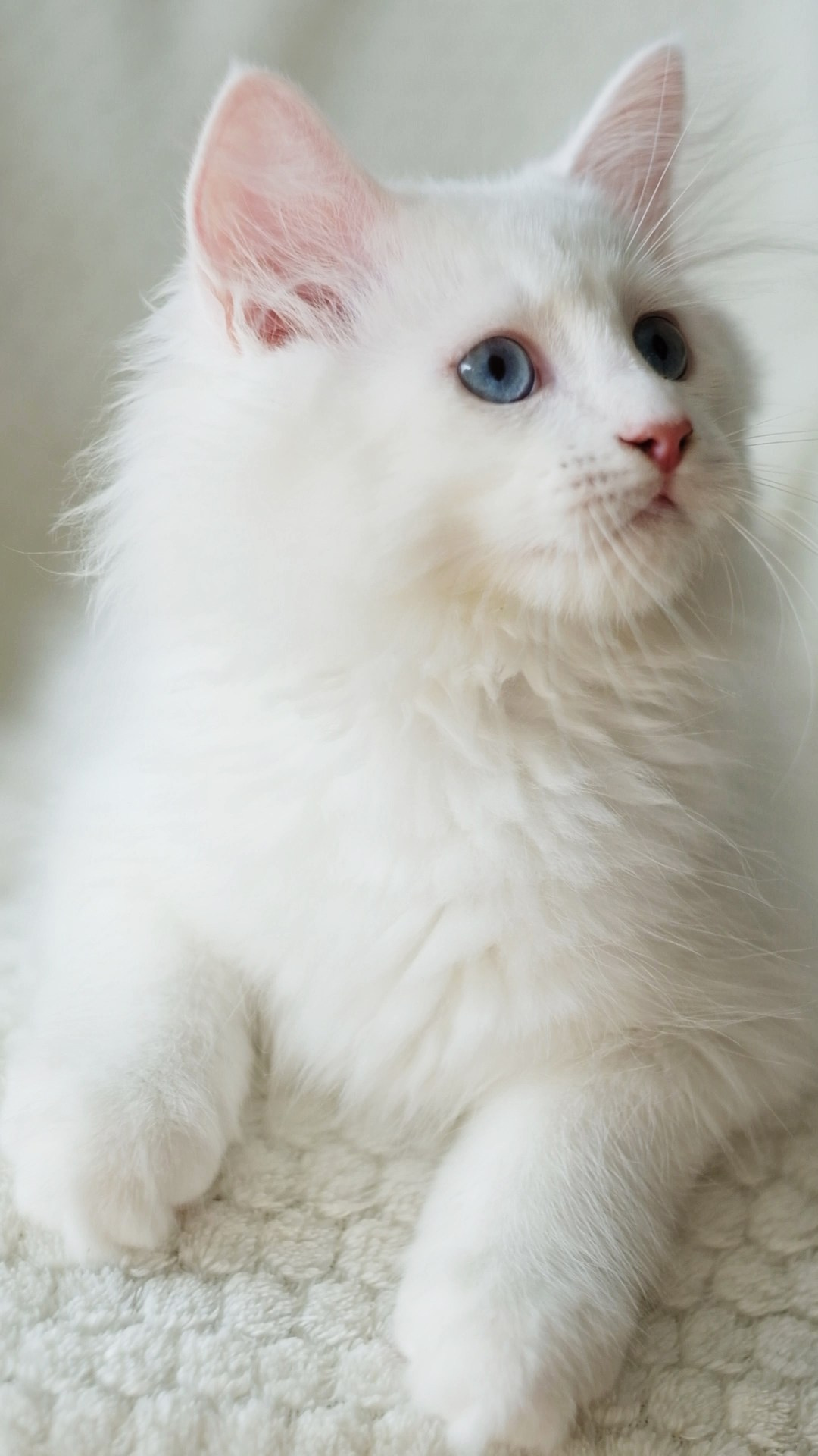 N-Alcor. SIBERIALIS: Katzenzucht von Sibirischen und Neva Masquarade Katzen