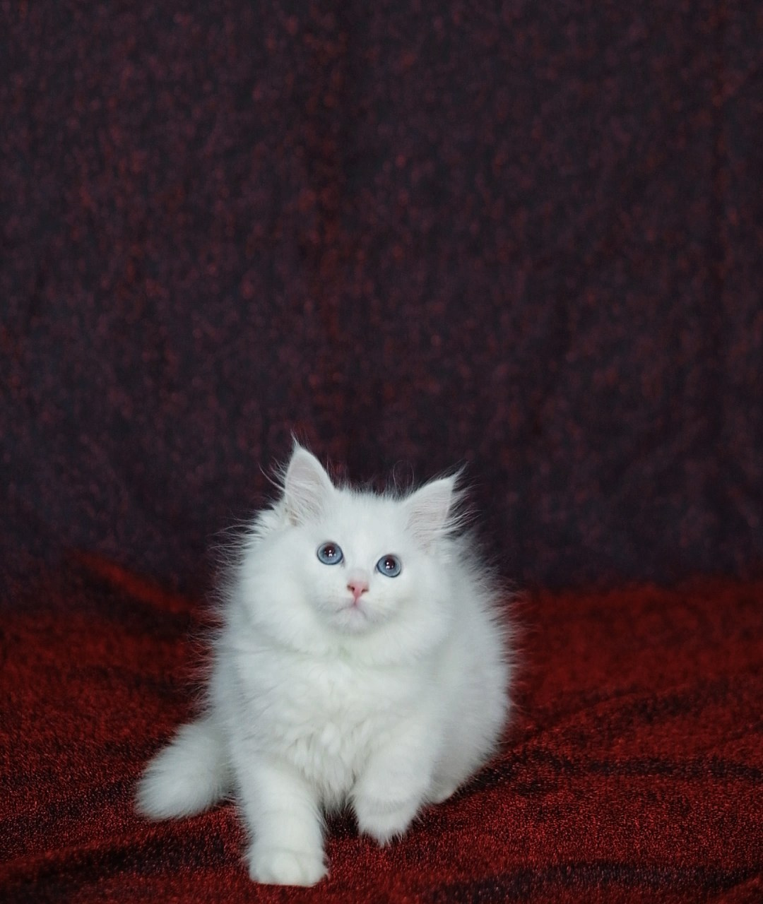 N-Bellatrix. SIBERIALIS: Katzenzucht von Sibirischen und Neva Masquarade Katzen