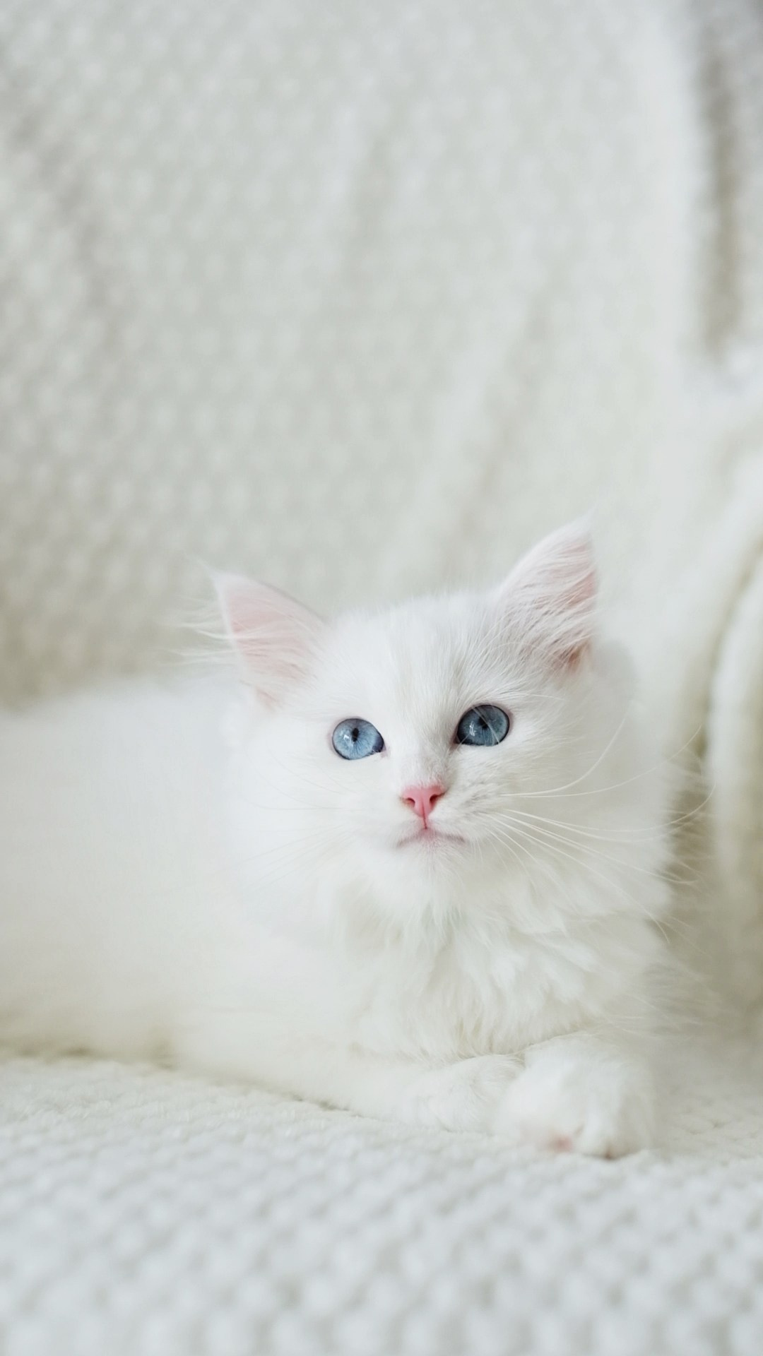 N-Bellatrix. SIBERIALIS: Katzenzucht von Sibirischen und Neva Masquarade Katzen
