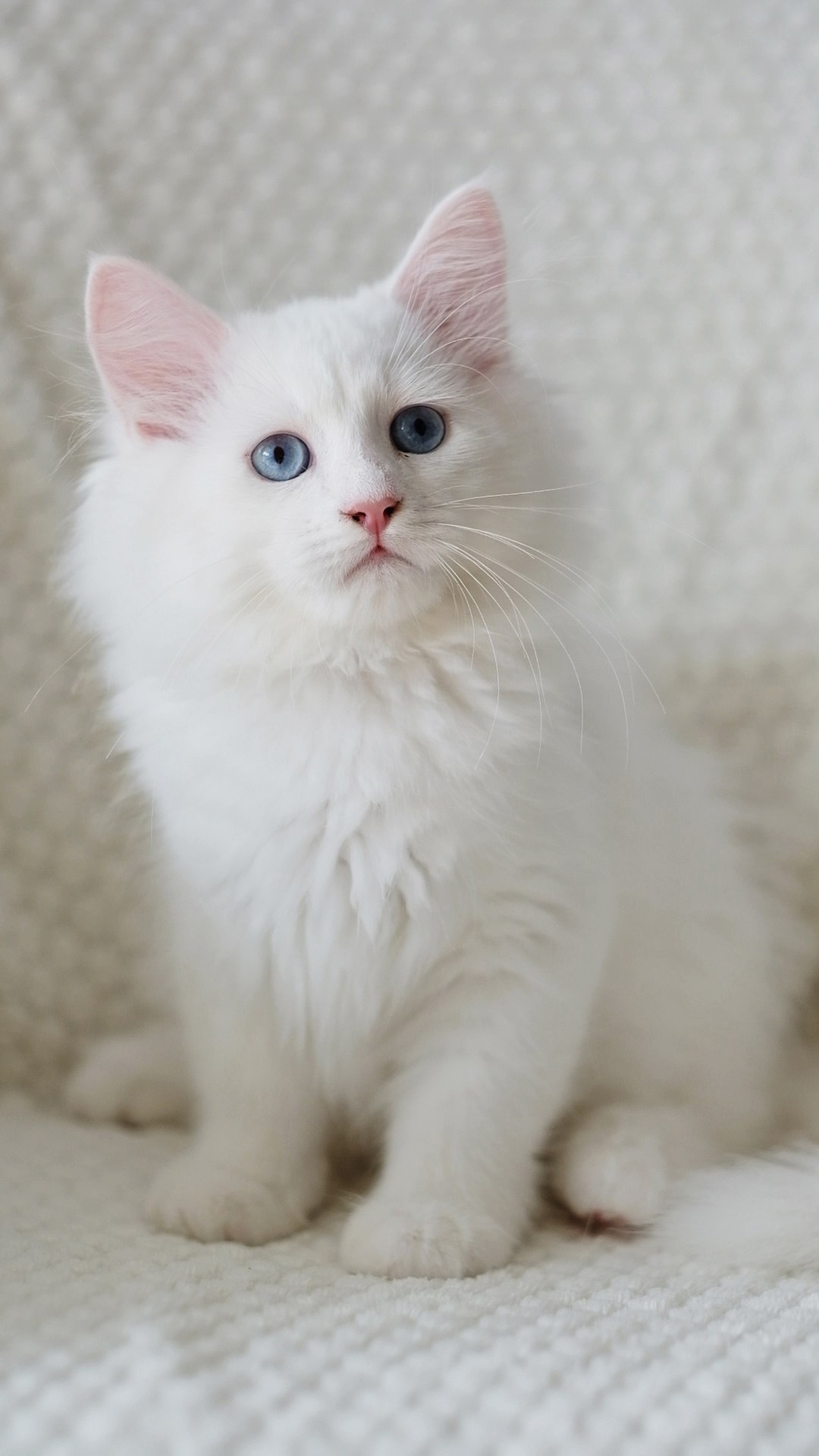 N-Alcor. SIBERIALIS: Katzenzucht von Sibirischen und Neva Masquarade Katzen