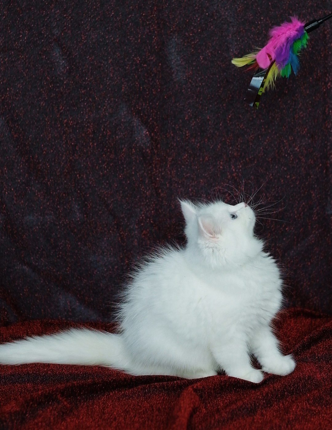 N-Bellatrix. SIBERIALIS: Katzenzucht von Sibirischen und Neva Masquarade Katzen