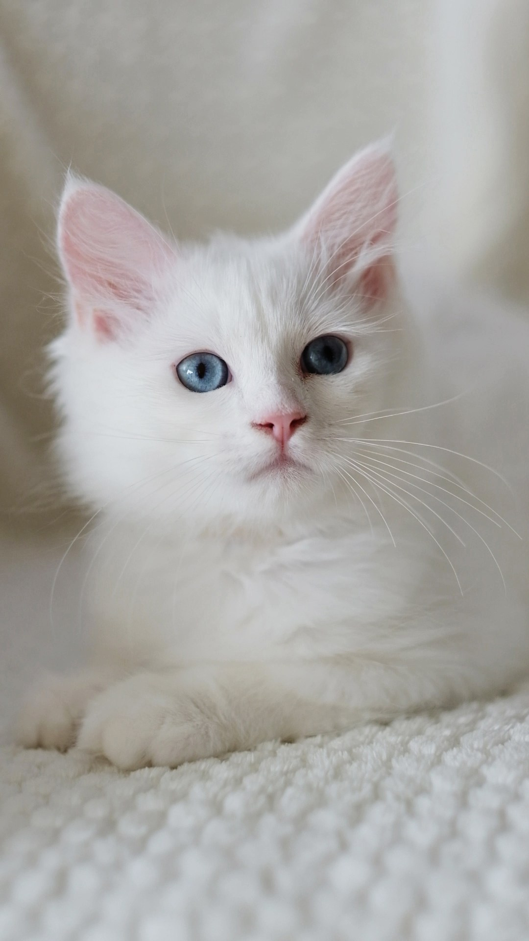 N-Baryona. SIBERIALIS: Katzenzucht von Sibirischen und Neva Masquarade Katzen