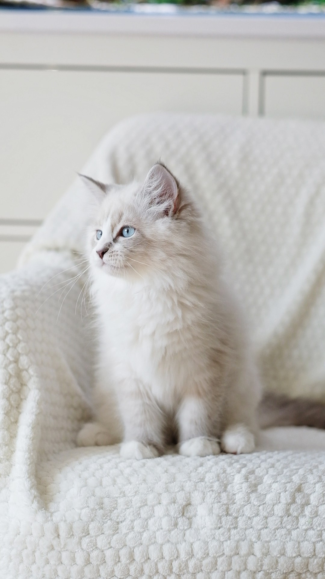 N-Antares. SIBERIALIS: Katzenzucht von Sibirischen und Neva Masquarade Katzen