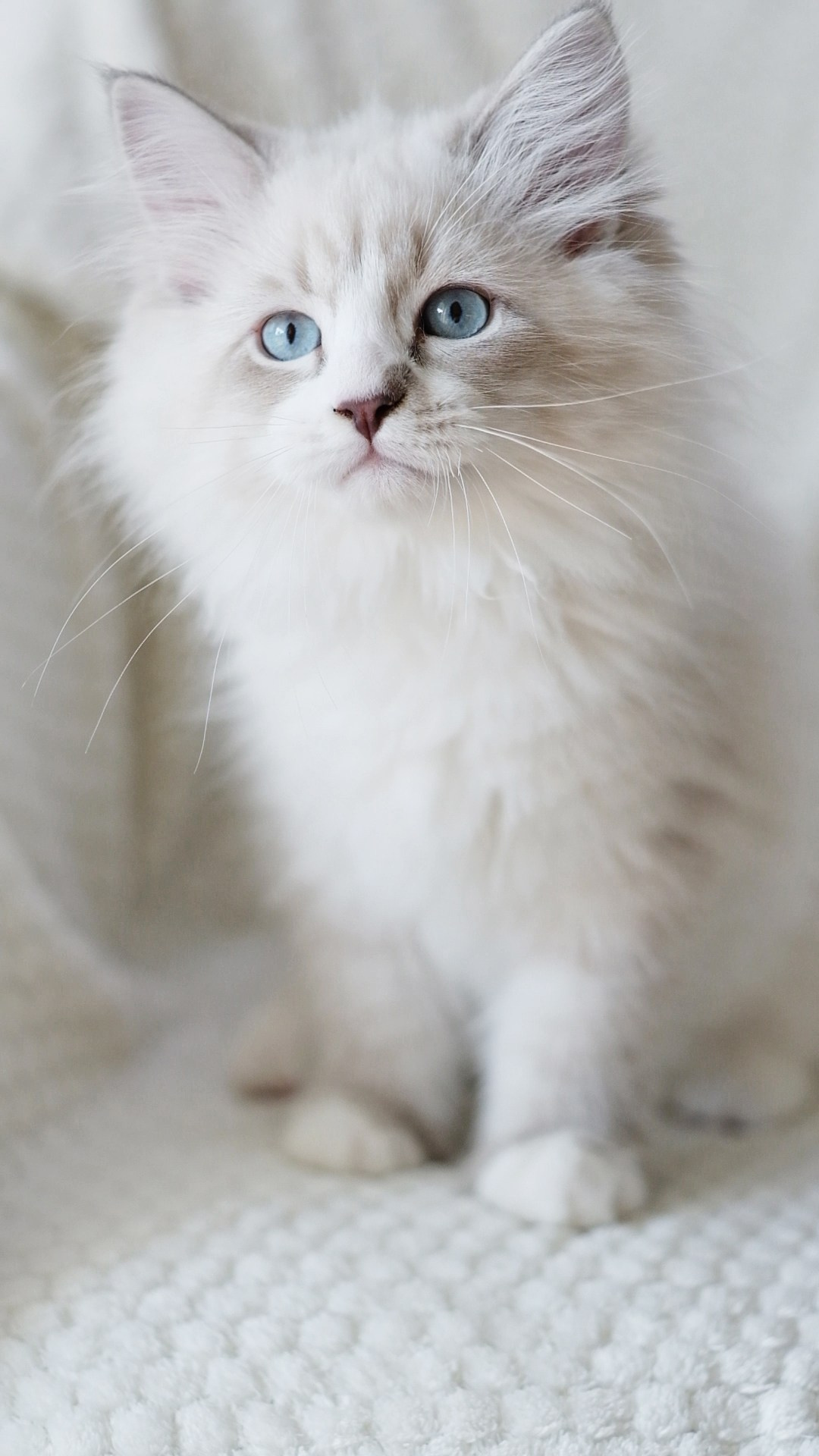 N-Antares. SIBERIALIS: Katzenzucht von Sibirischen und Neva Masquarade Katzen