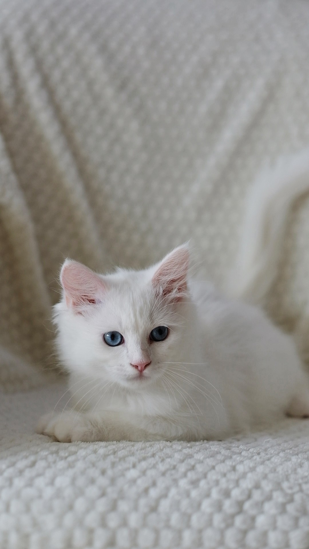 N-Baryona. SIBERIALIS: Katzenzucht von Sibirischen und Neva Masquarade Katzen