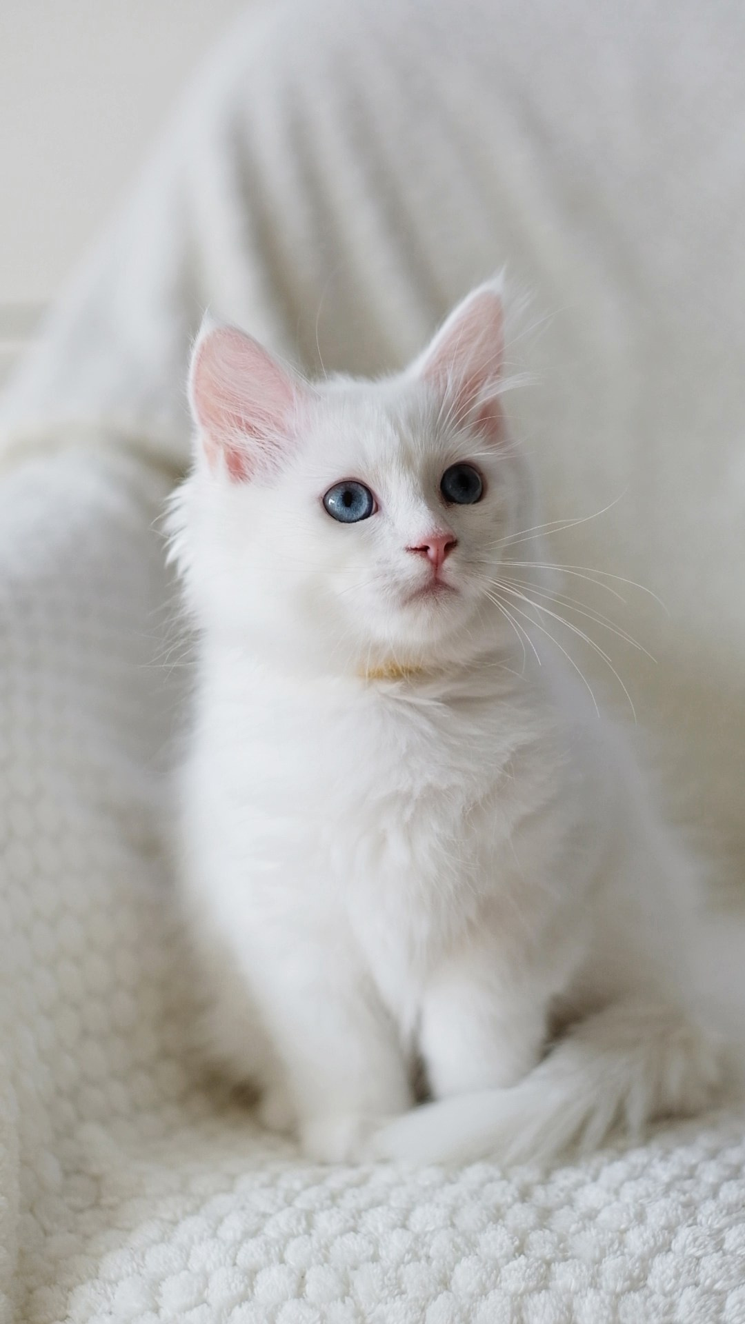 N-Baryona. SIBERIALIS: Katzenzucht von Sibirischen und Neva Masquarade Katzen