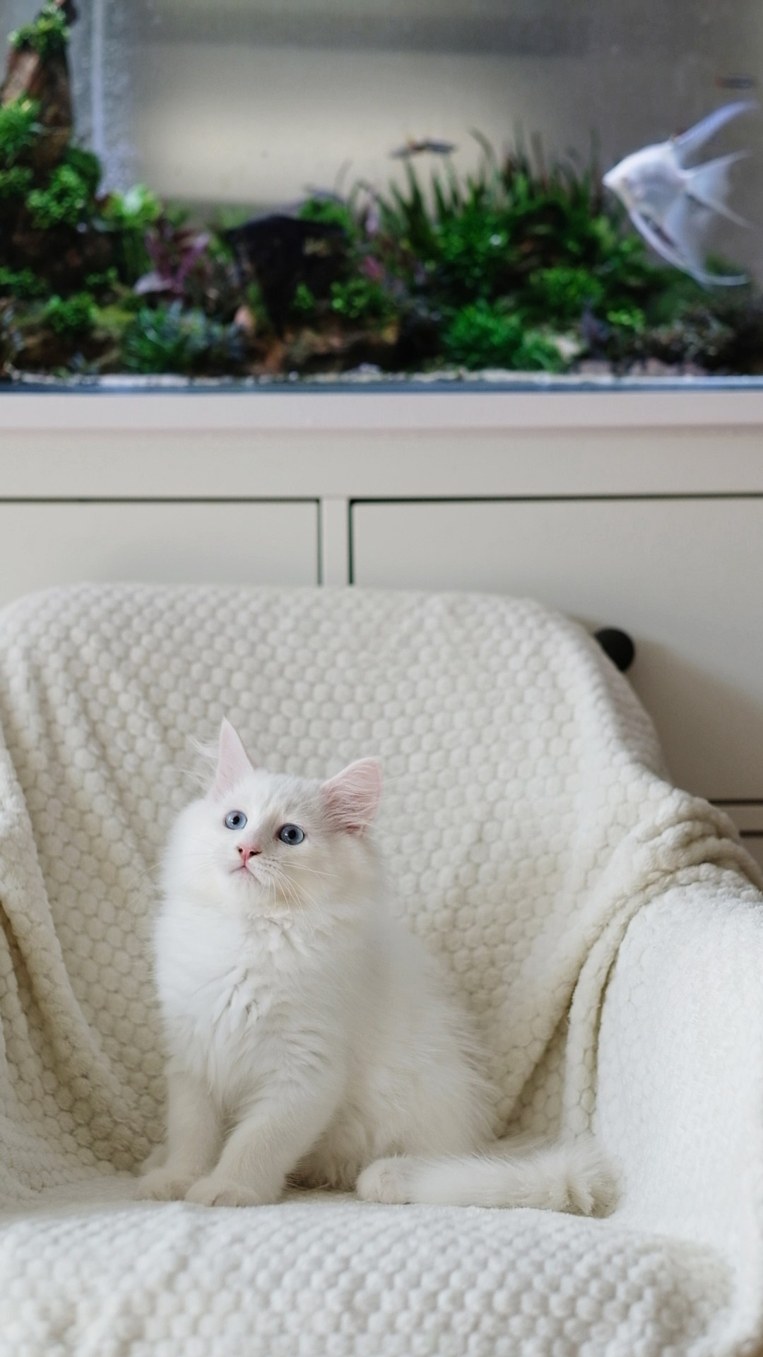 N-Alcor. SIBERIALIS: Katzenzucht von Sibirischen und Neva Masquarade Katzen
