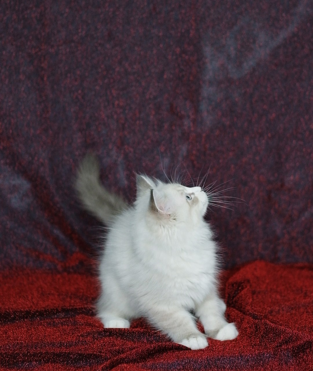 N-Antares. SIBERIALIS: Katzenzucht von Sibirischen und Neva Masquarade Katzen