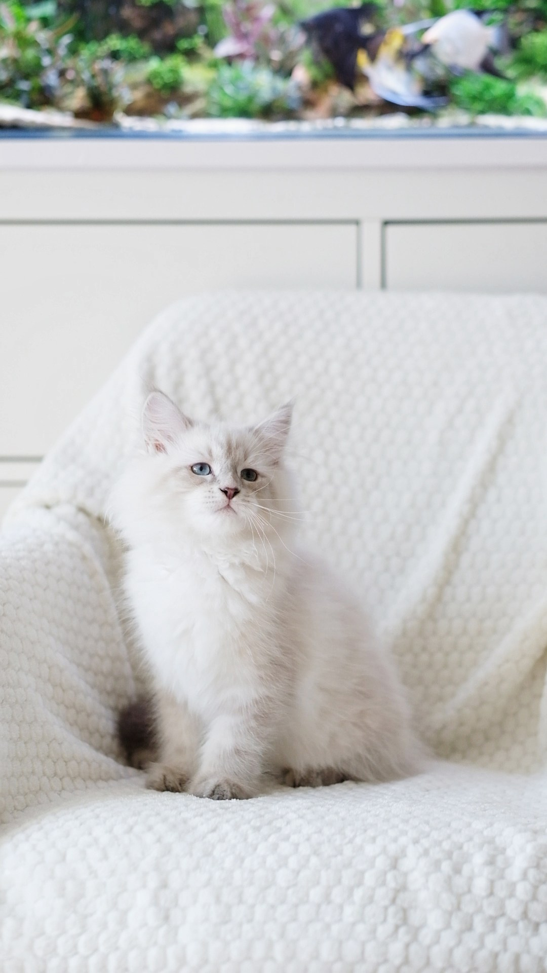 N-Altair. SIBERIALIS: Katzenzucht von Sibirischen und Neva Masquarade Katzen