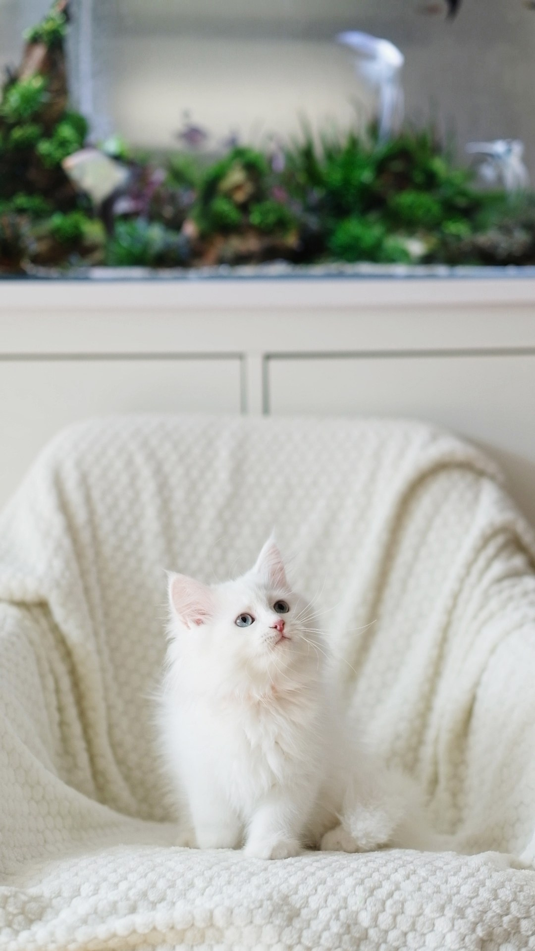 N-Andromeda. SIBERIALIS: Katzenzucht von Sibirischen und Neva Masquarade Katzen