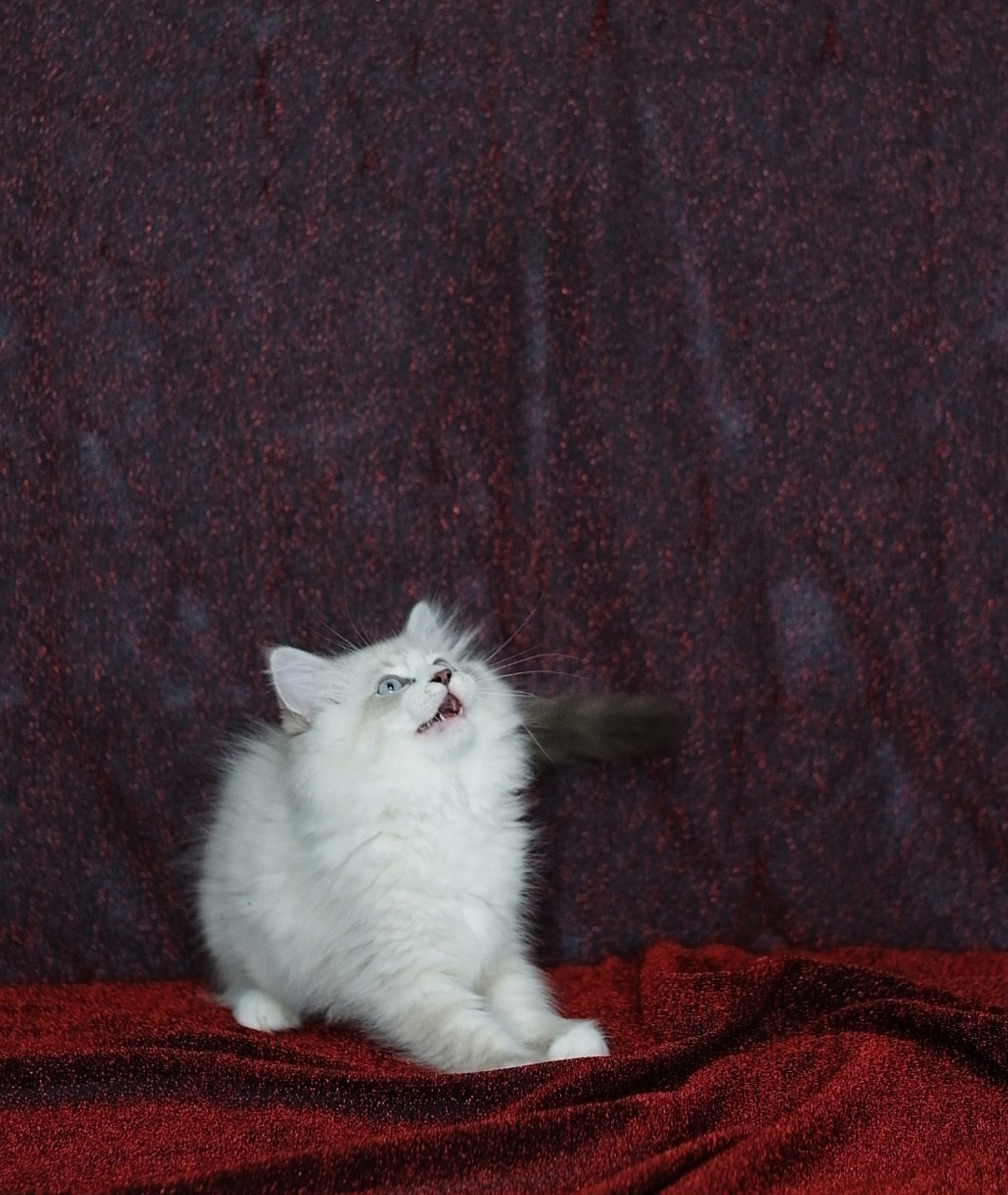 N-Antares. SIBERIALIS: Katzenzucht von Sibirischen und Neva Masquarade Katzen