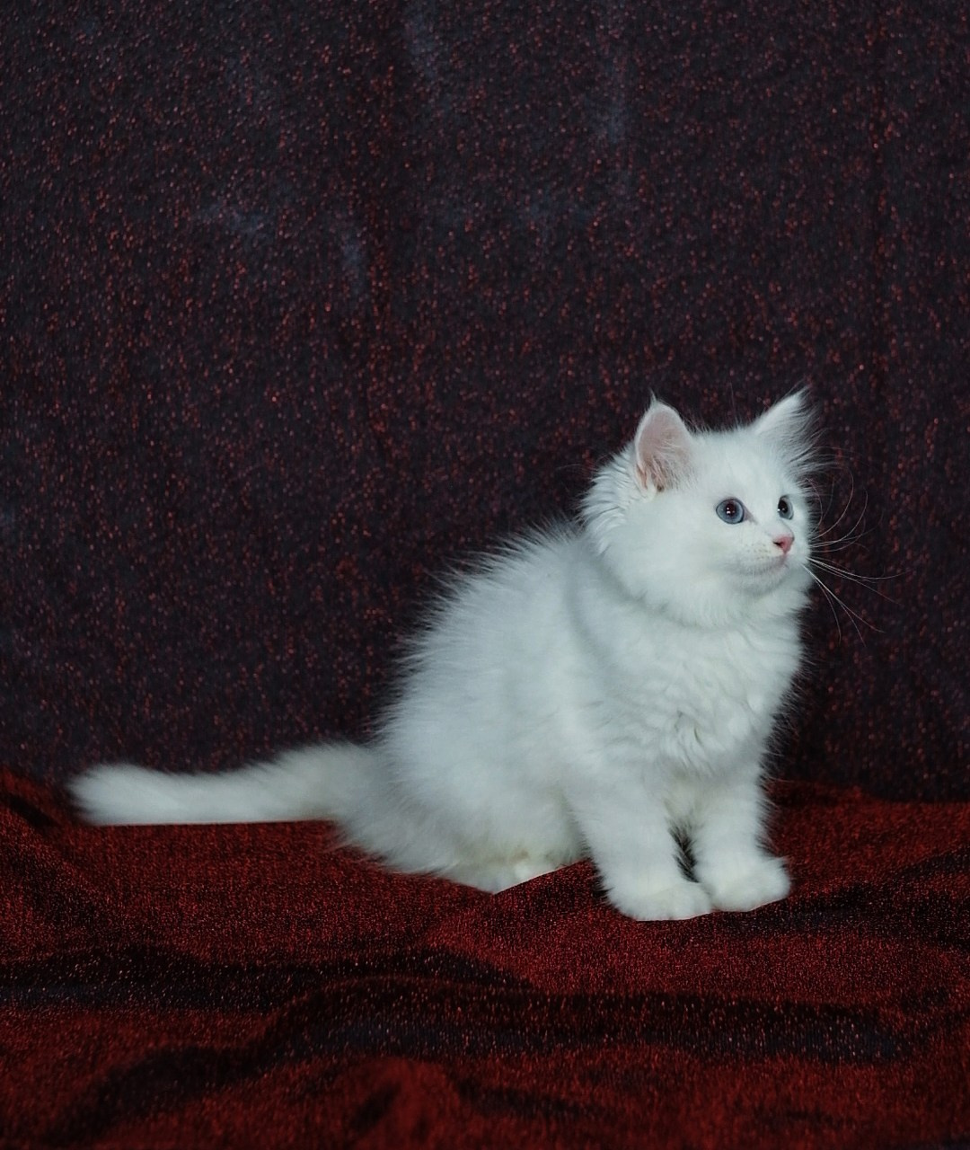 N-Bellatrix. SIBERIALIS: Katzenzucht von Sibirischen und Neva Masquarade Katzen