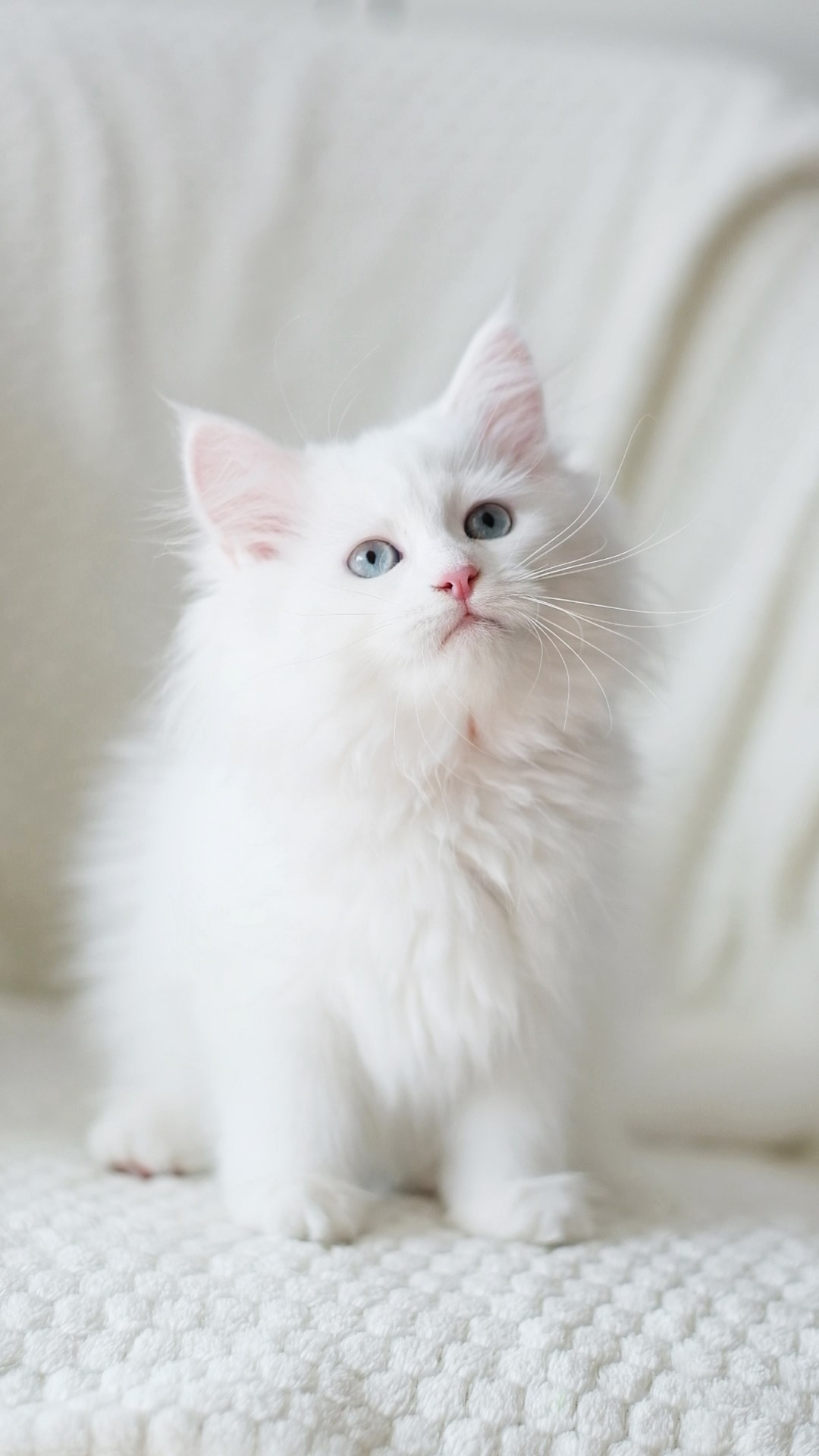 N-Andromeda. SIBERIALIS: Katzenzucht von Sibirischen und Neva Masquarade Katzen