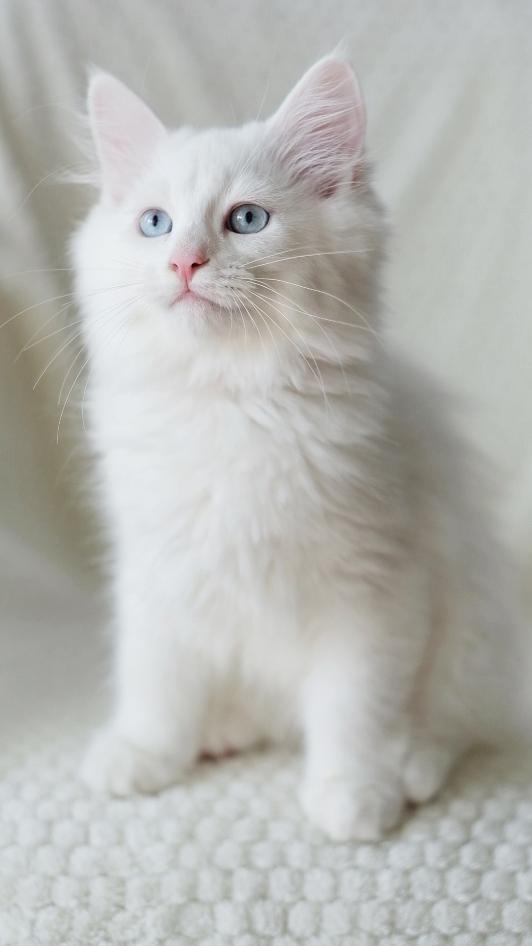 N-Arktur. SIBERIALIS: Katzenzucht von Sibirischen und Neva Masquarade Katzen