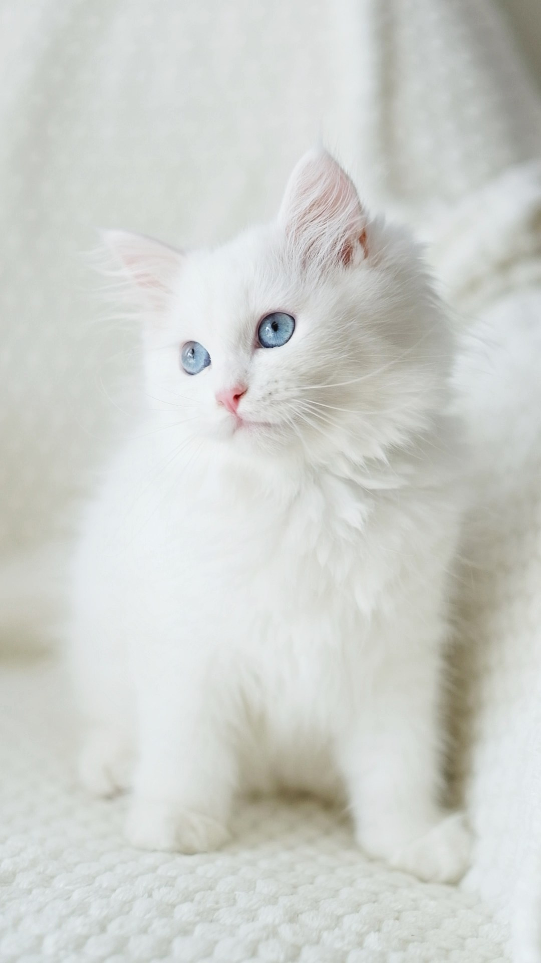 N-Bellatrix. SIBERIALIS: Katzenzucht von Sibirischen und Neva Masquarade Katzen