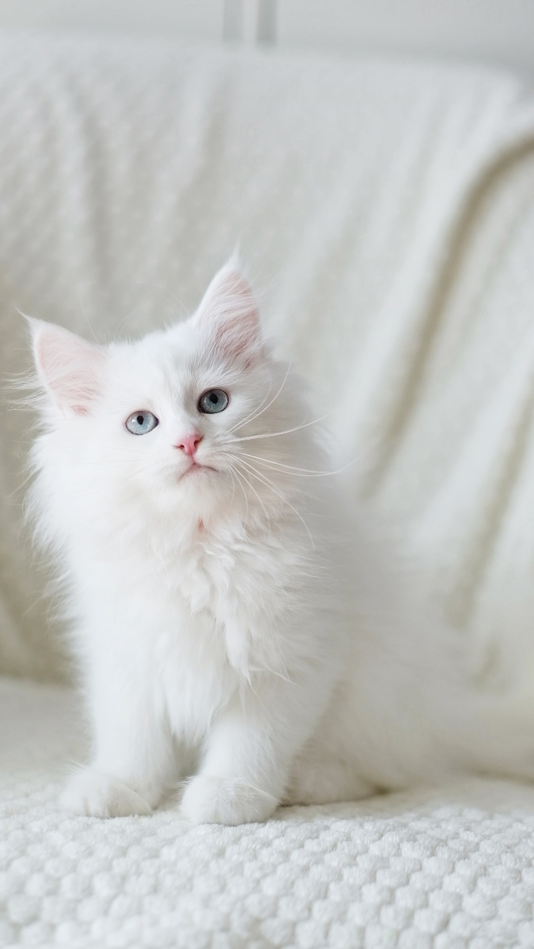 N-Andromeda. SIBERIALIS: Katzenzucht von Sibirischen und Neva Masquarade Katzen