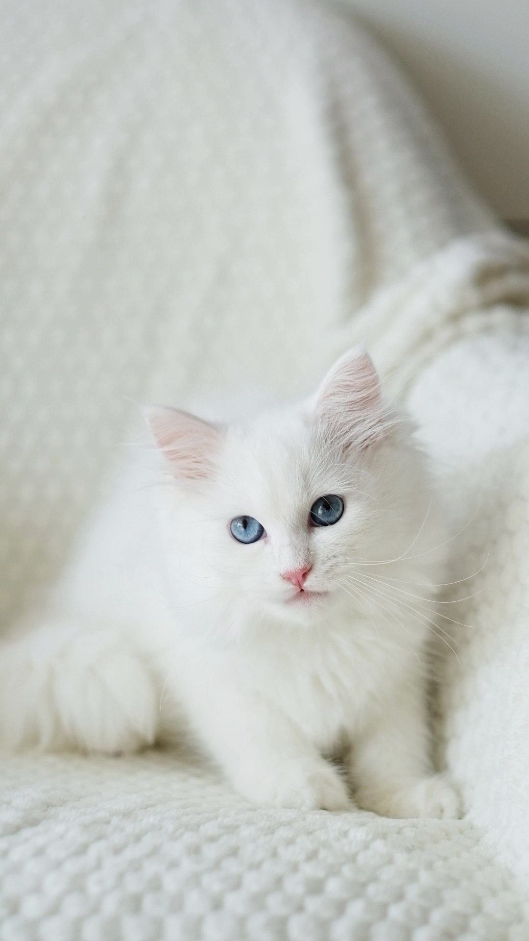 N-Bellatrix. SIBERIALIS: Katzenzucht von Sibirischen und Neva Masquarade Katzen