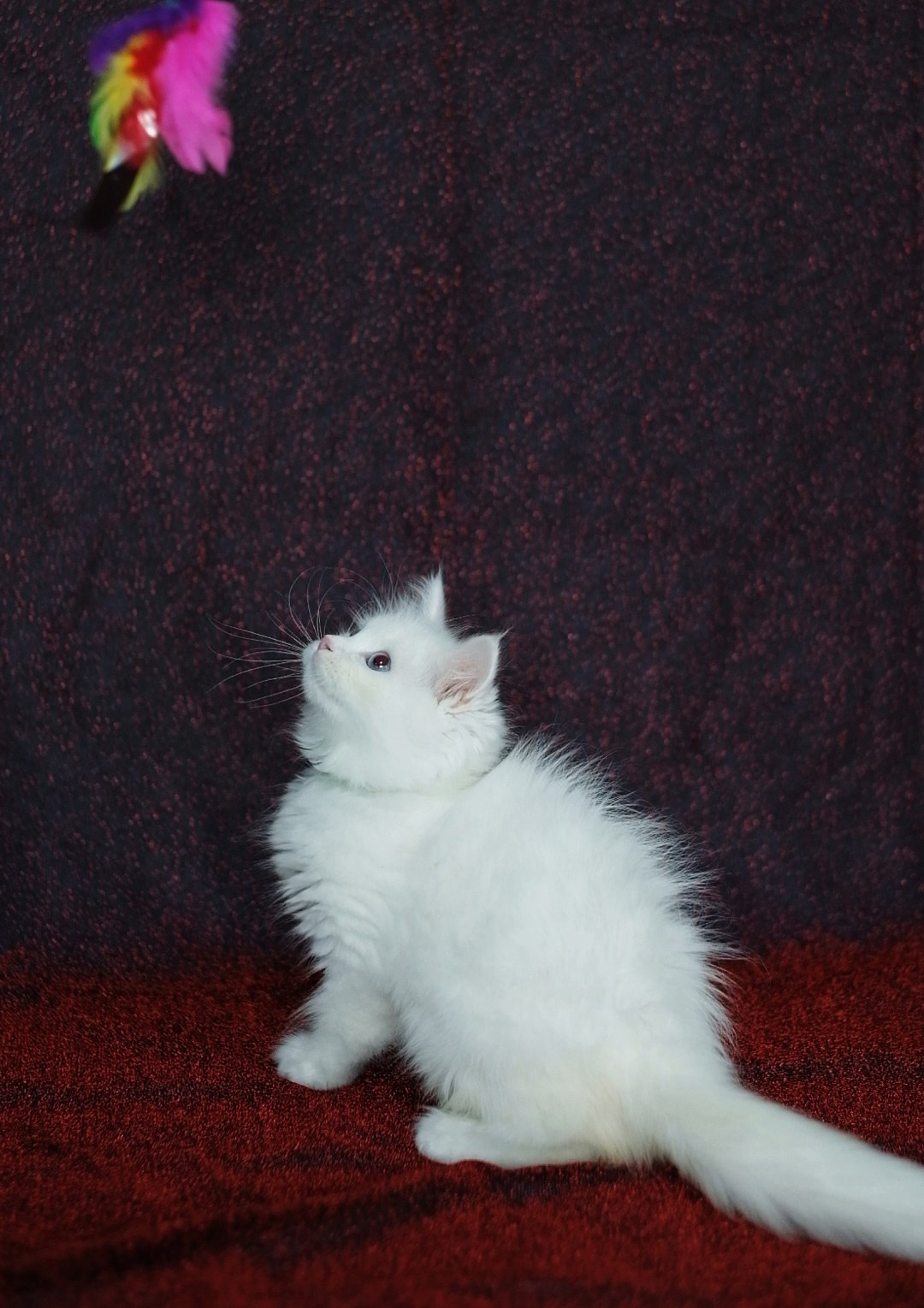 N-Bellatrix. SIBERIALIS: Katzenzucht von Sibirischen und Neva Masquarade Katzen