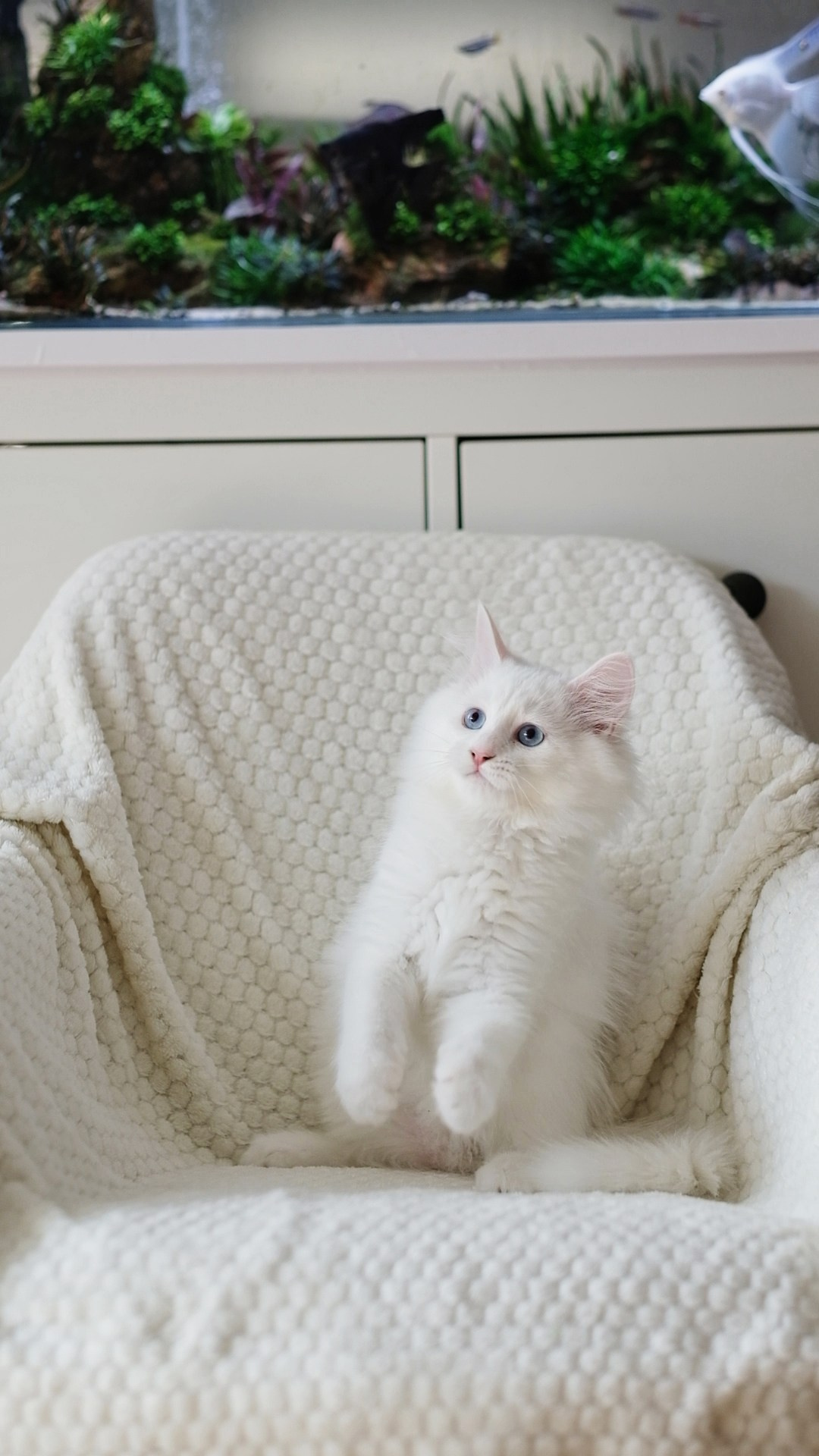N-Alcor. SIBERIALIS: Katzenzucht von Sibirischen und Neva Masquarade Katzen