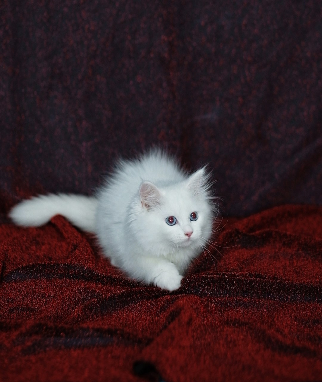 N-Bellatrix. SIBERIALIS: Katzenzucht von Sibirischen und Neva Masquarade Katzen