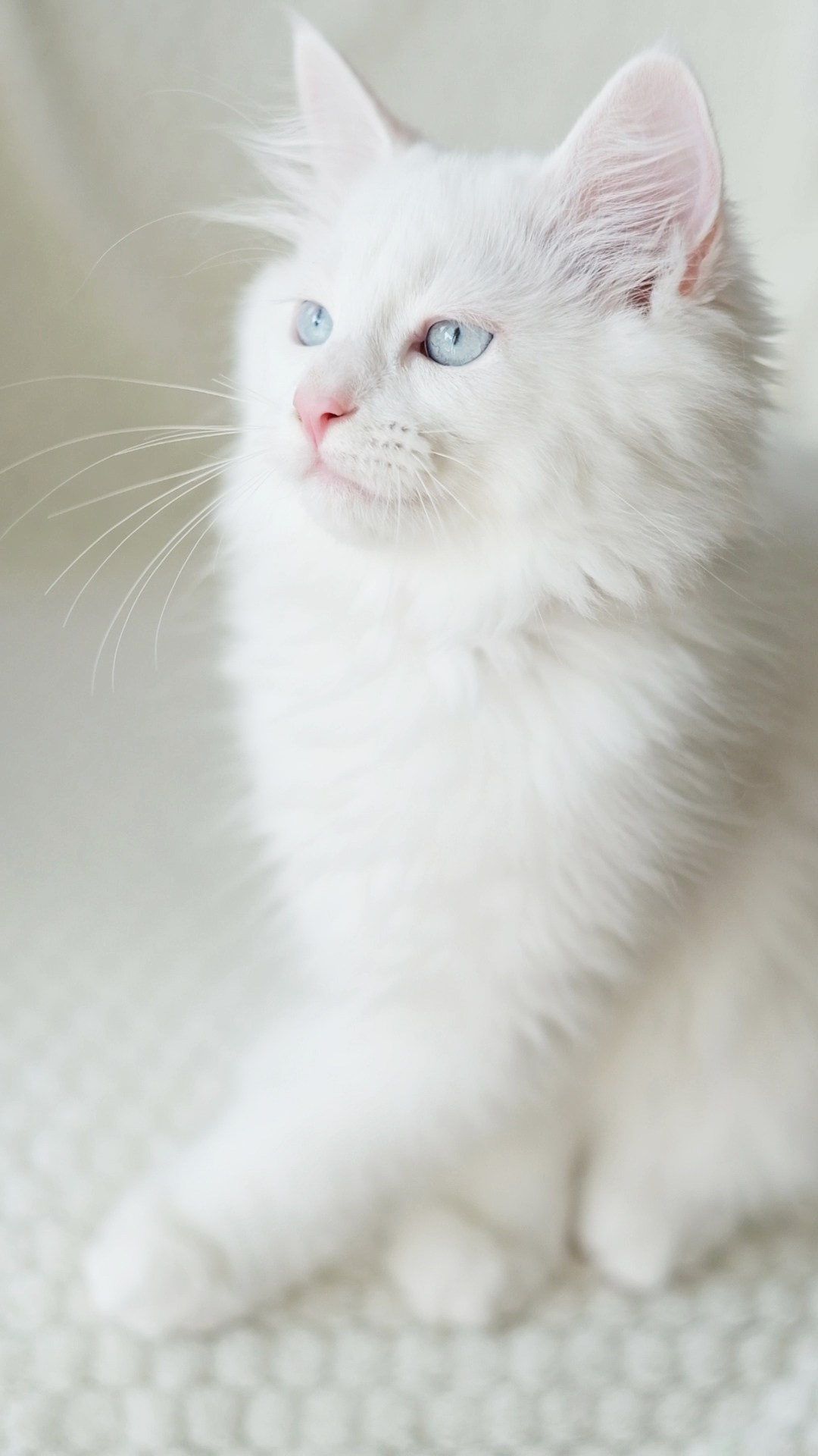 N-Arktur. SIBERIALIS: Katzenzucht von Sibirischen und Neva Masquarade Katzen