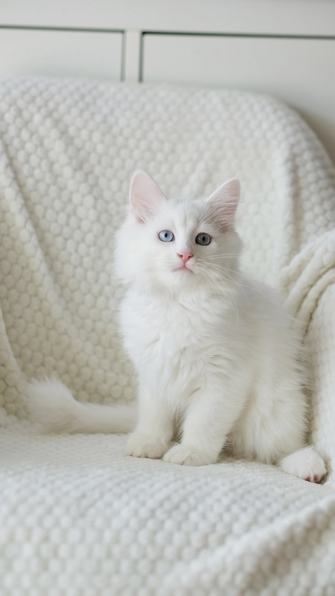 N-Arktur. SIBERIALIS: Katzenzucht von Sibirischen und Neva Masquarade Katzen
