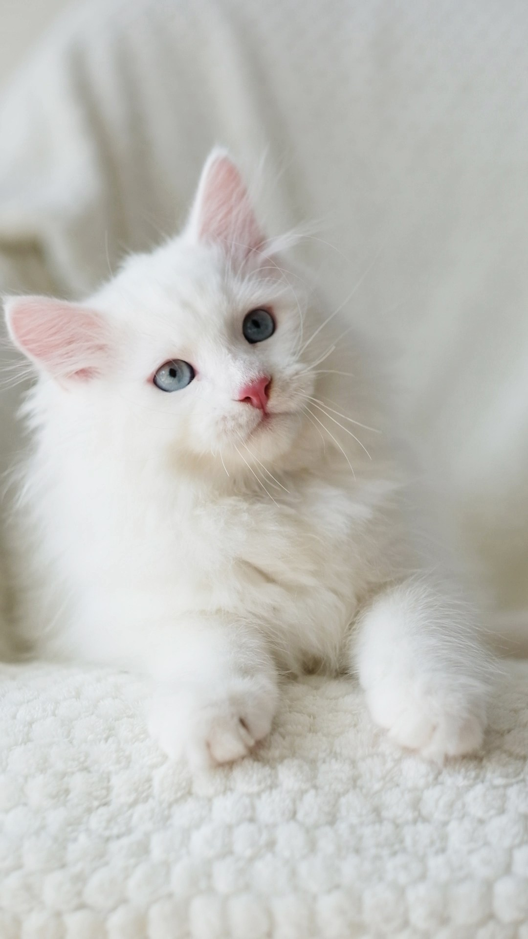 N-Barrayar. SIBERIALIS: Katzenzucht von Sibirischen und Neva Masquarade Katzen