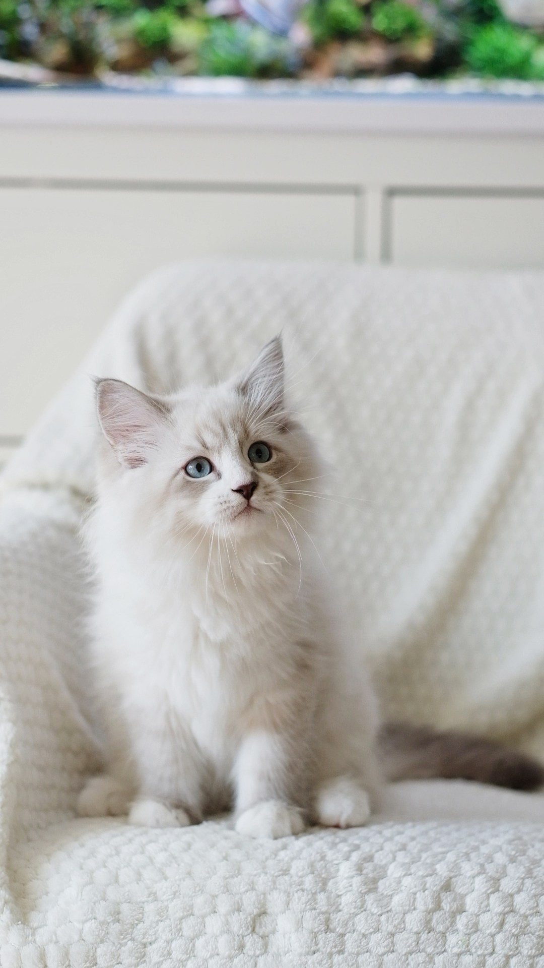 N-Antares. SIBERIALIS: Katzenzucht von Sibirischen und Neva Masquarade Katzen