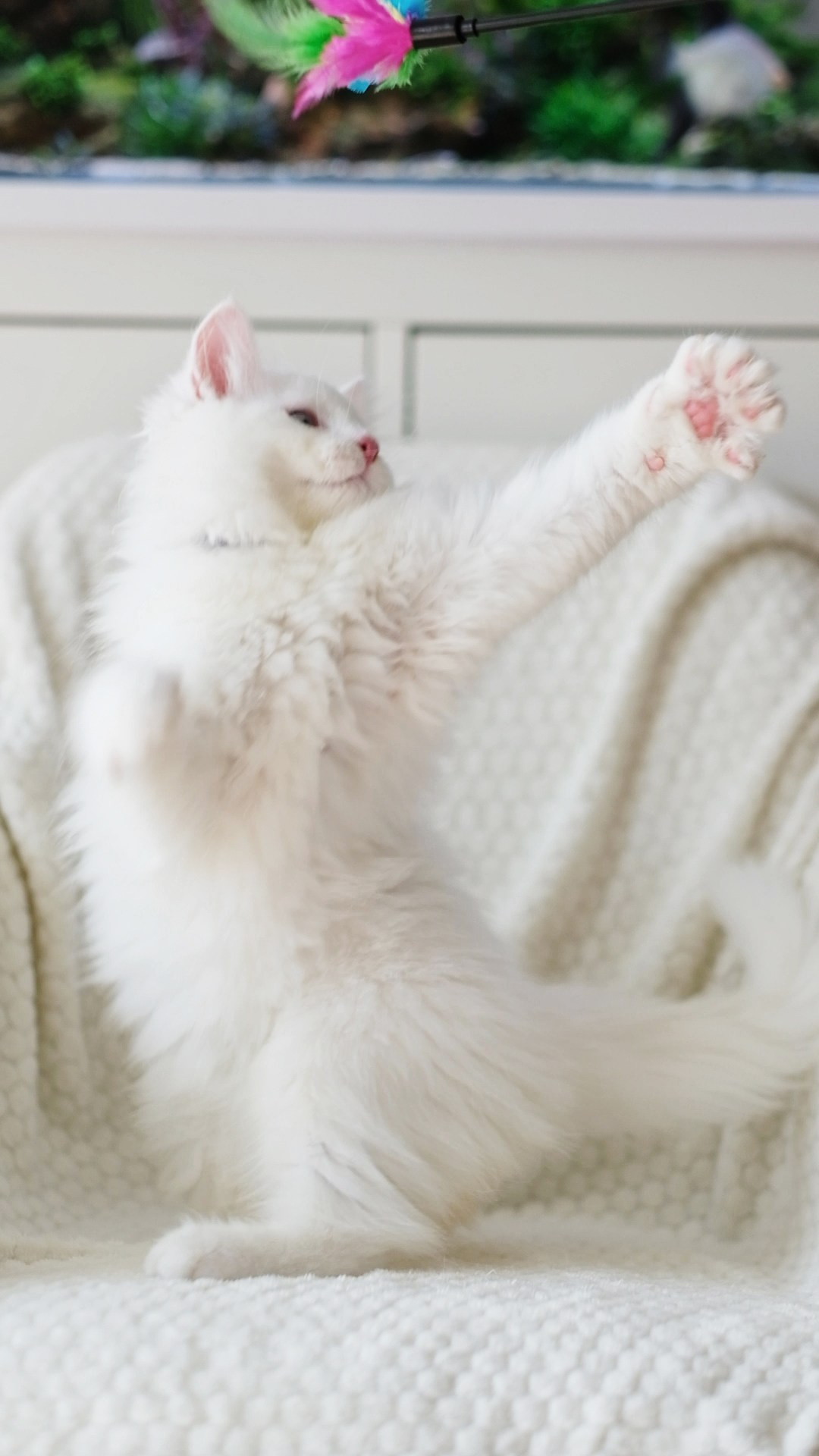 N-Barrayar. SIBERIALIS: Katzenzucht von Sibirischen und Neva Masquarade Katzen