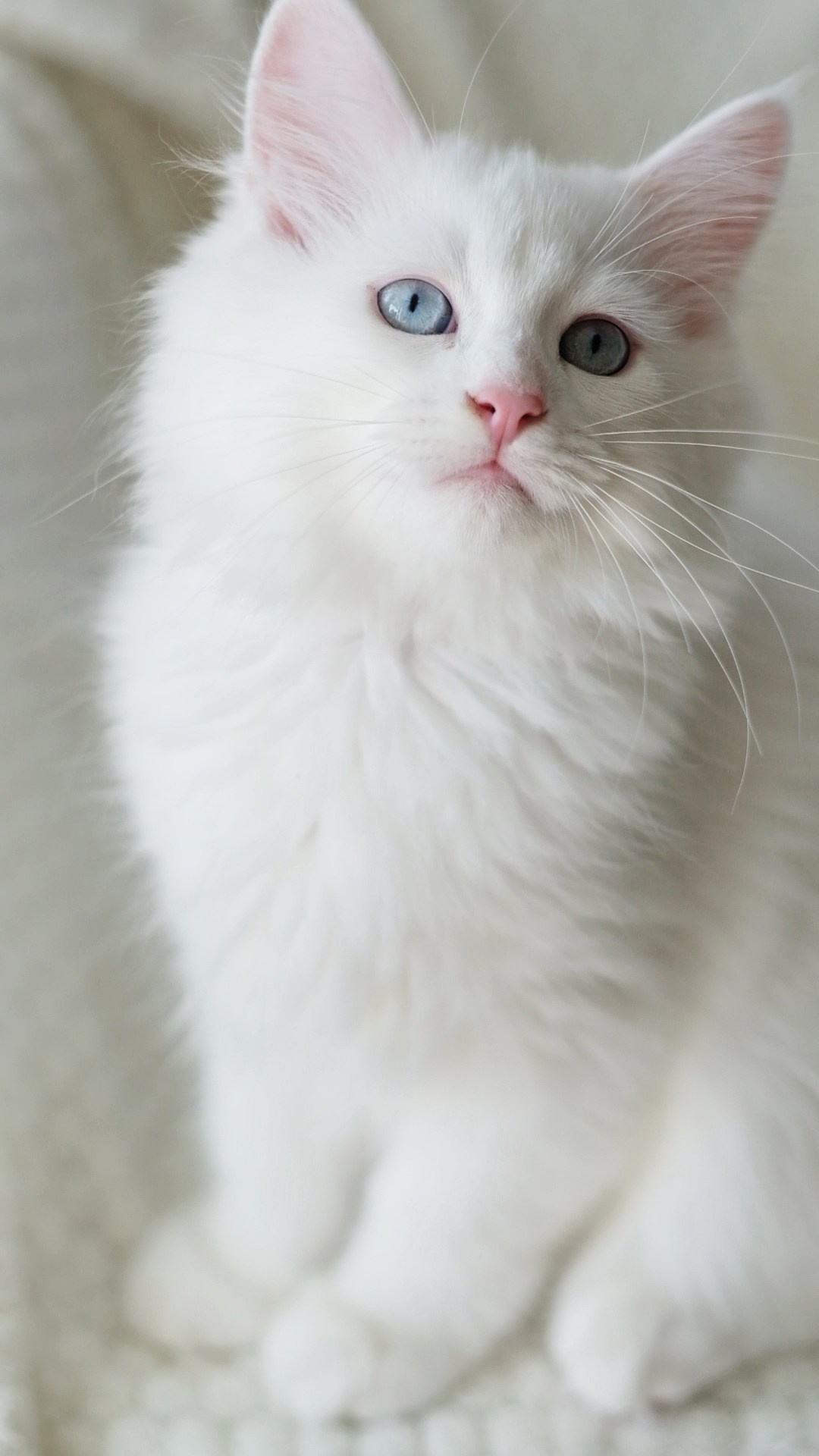 N-Arktur. SIBERIALIS: Katzenzucht von Sibirischen und Neva Masquarade Katzen