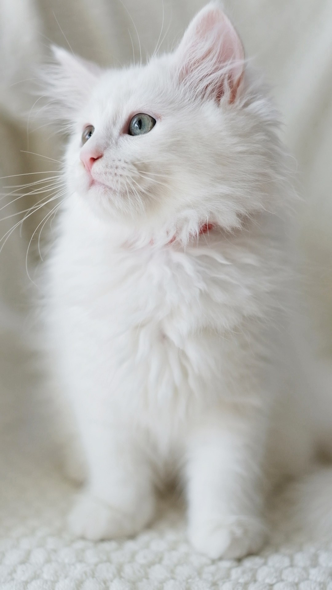 N-Aquila. SIBERIALIS: Katzenzucht von Sibirischen und Neva Masquarade Katzen