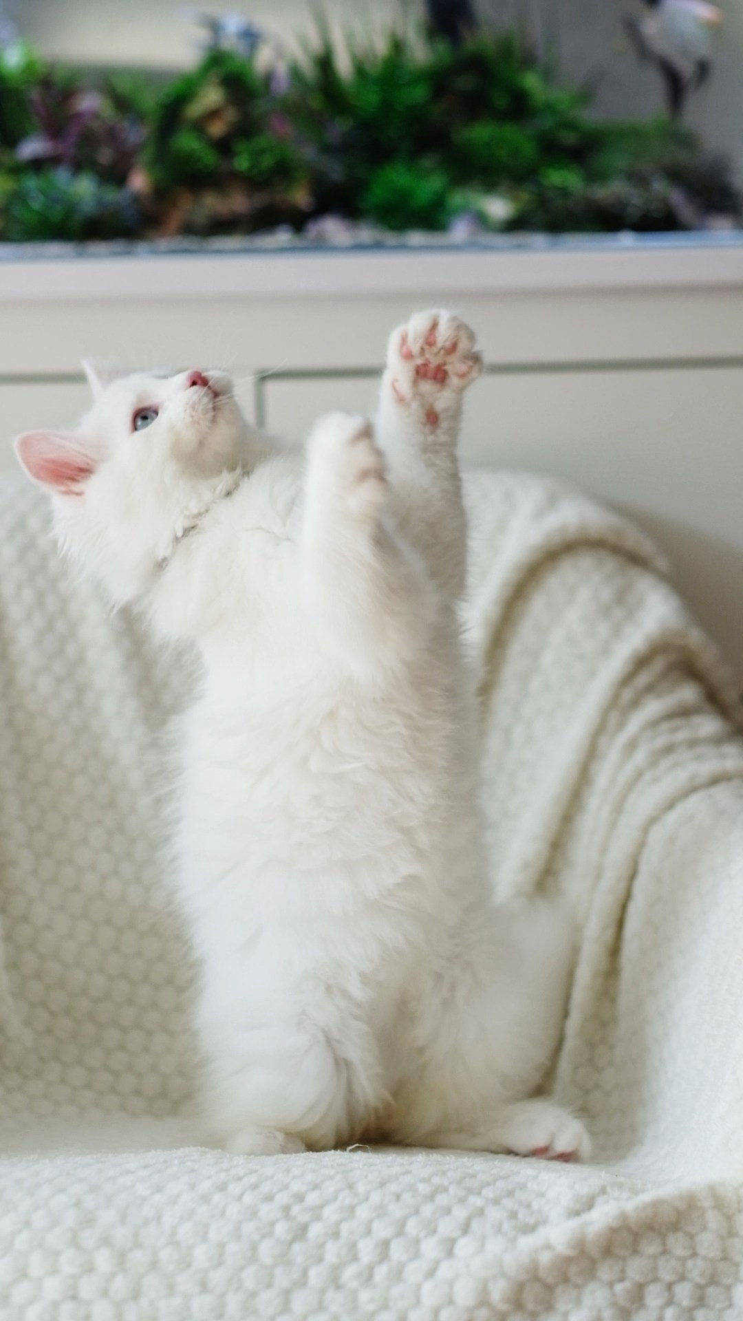 N-Barrayar. SIBERIALIS: Katzenzucht von Sibirischen und Neva Masquarade Katzen