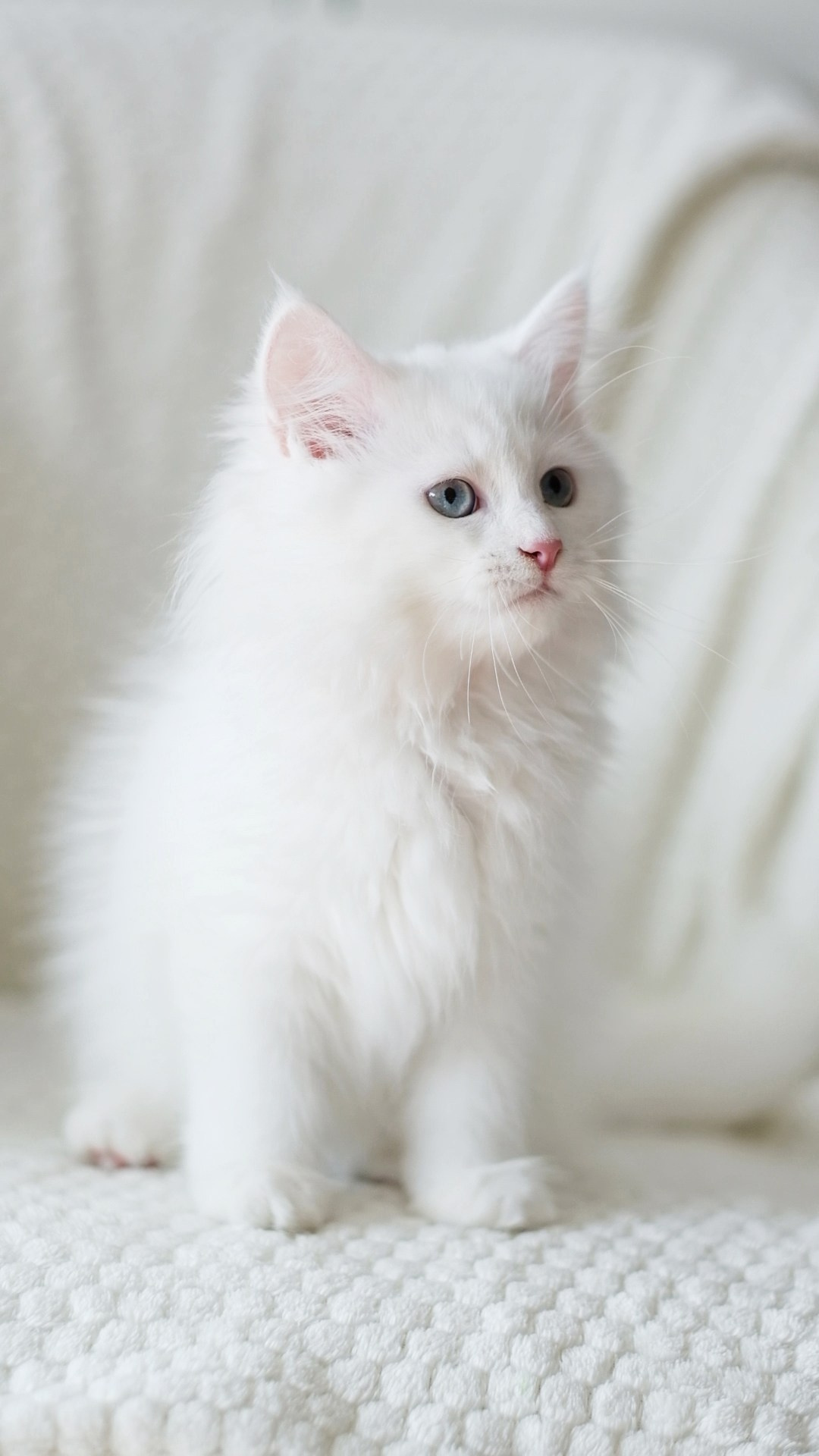 N-Andromeda. SIBERIALIS: Katzenzucht von Sibirischen und Neva Masquarade Katzen