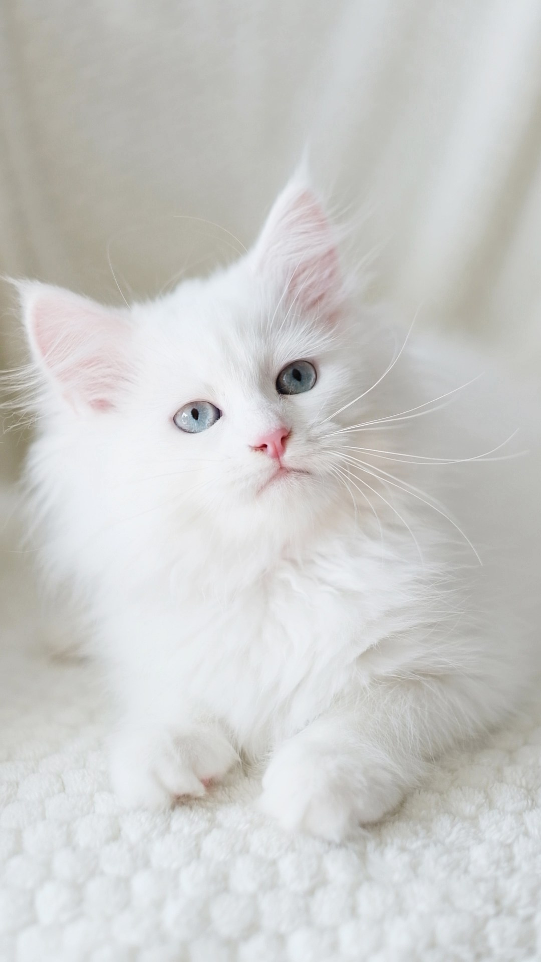 N-Andromeda. SIBERIALIS: Katzenzucht von Sibirischen und Neva Masquarade Katzen