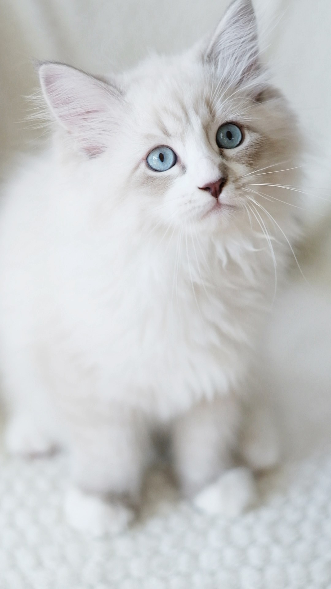 N-Antares. SIBERIALIS: Katzenzucht von Sibirischen und Neva Masquarade Katzen