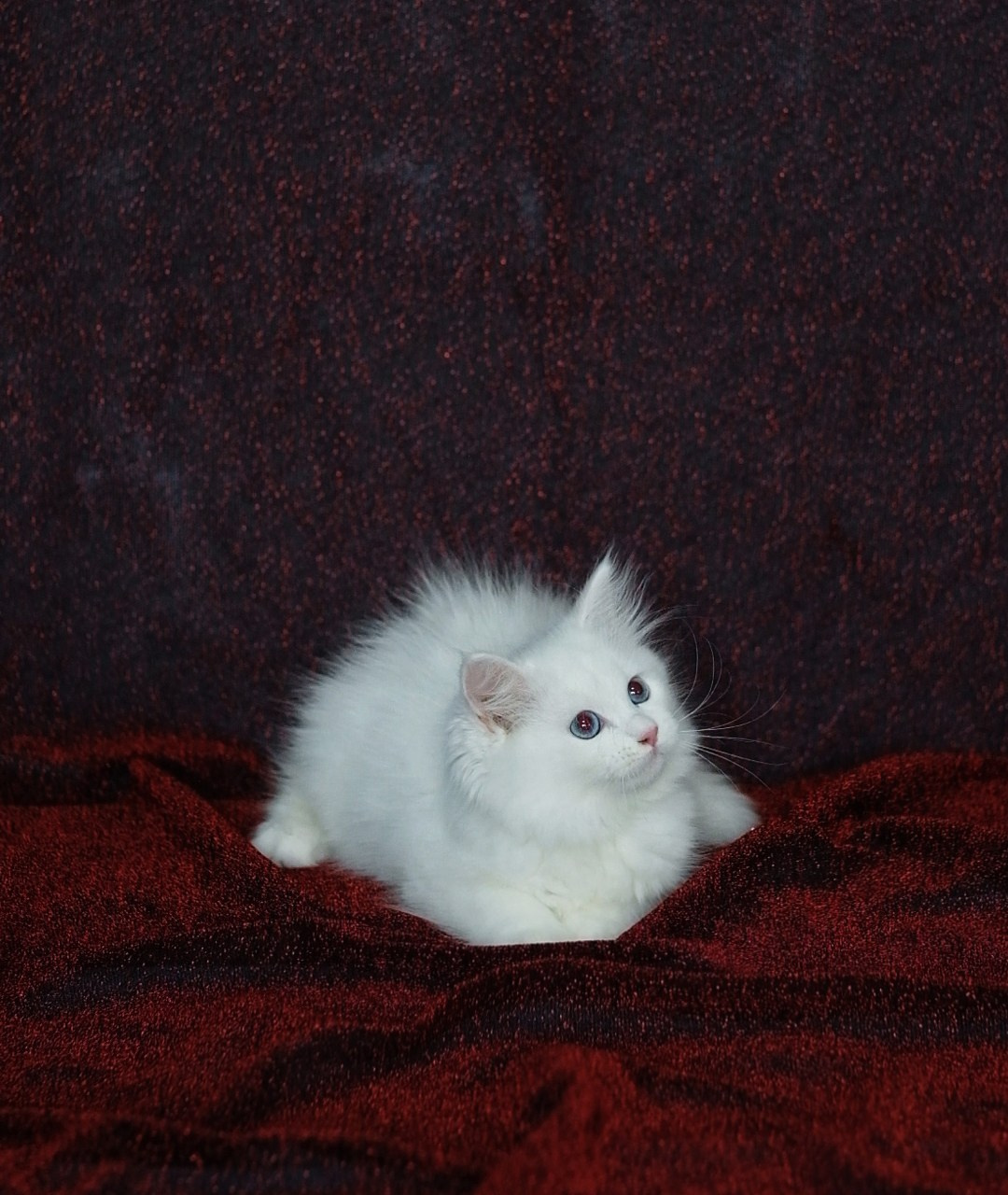 N-Bellatrix. SIBERIALIS: Katzenzucht von Sibirischen und Neva Masquarade Katzen