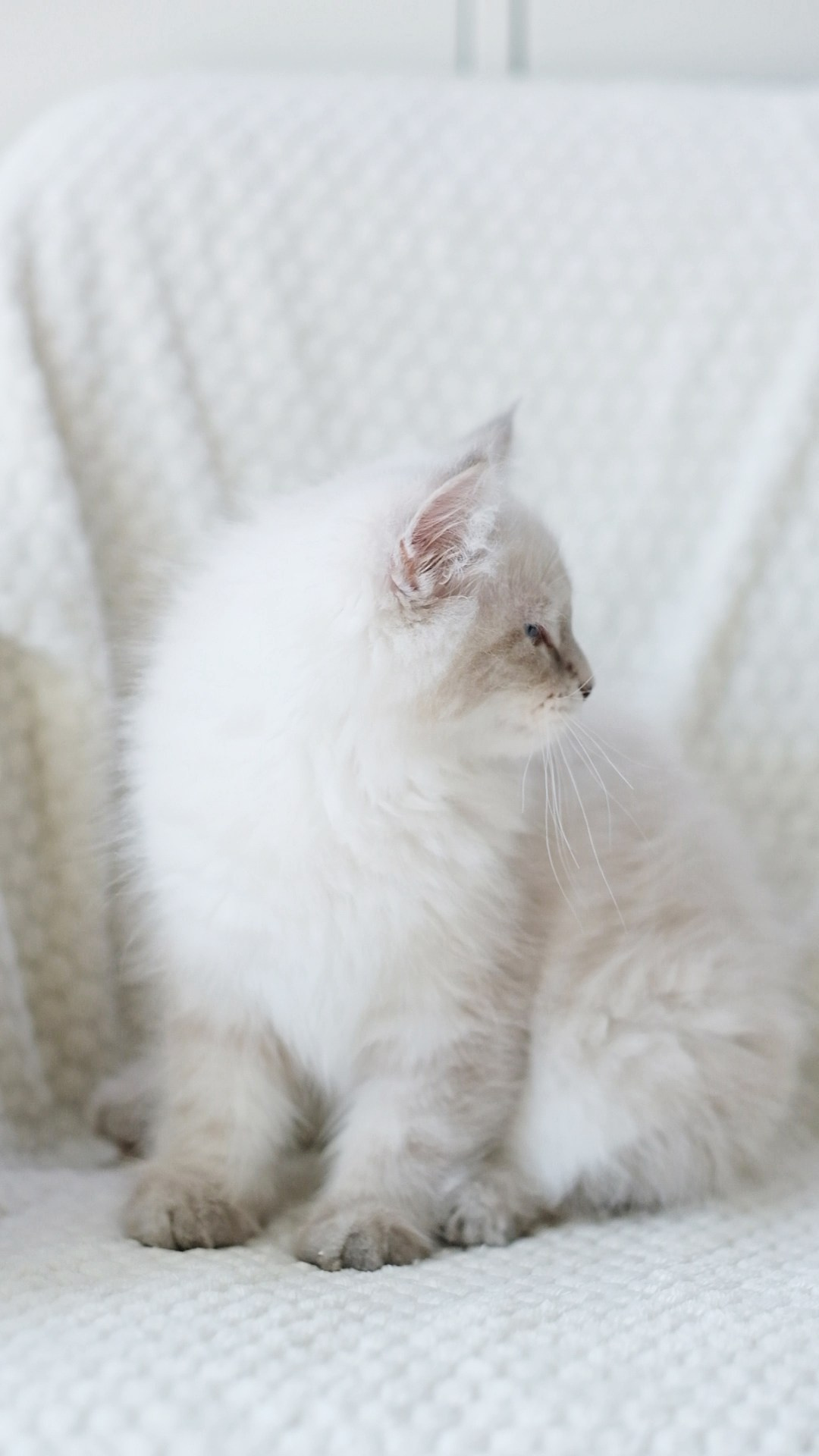 N-Altair. SIBERIALIS: Katzenzucht von Sibirischen und Neva Masquarade Katzen