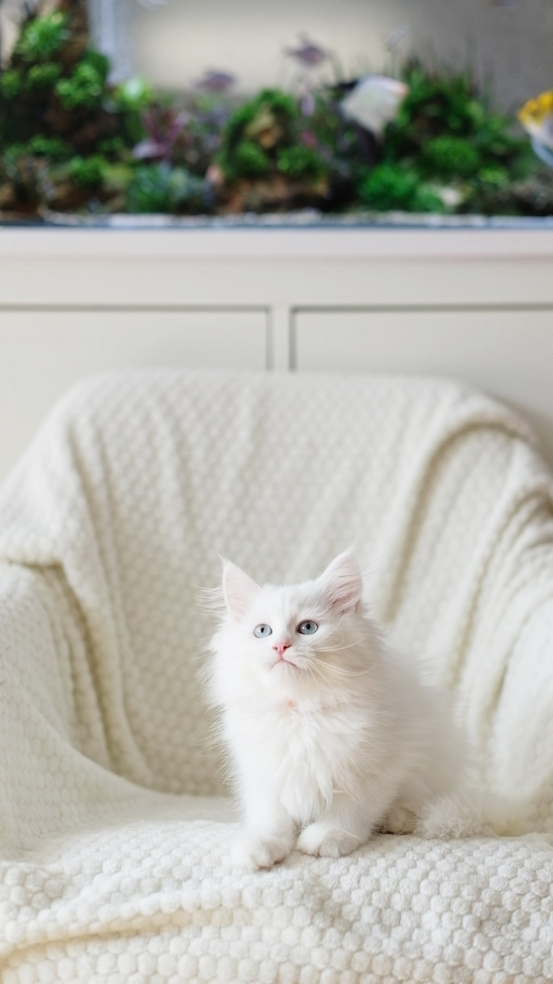 N-Andromeda. SIBERIALIS: Katzenzucht von Sibirischen und Neva Masquarade Katzen