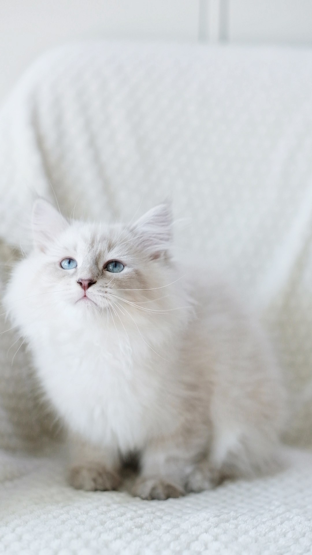 N-Altair. SIBERIALIS: Katzenzucht von Sibirischen und Neva Masquarade Katzen