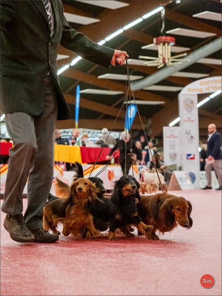 🇫🇷Exposition Canine Internationale de Perpignan. Photographe à Strasbourg | Portraits, Studio, Enfants, Événements