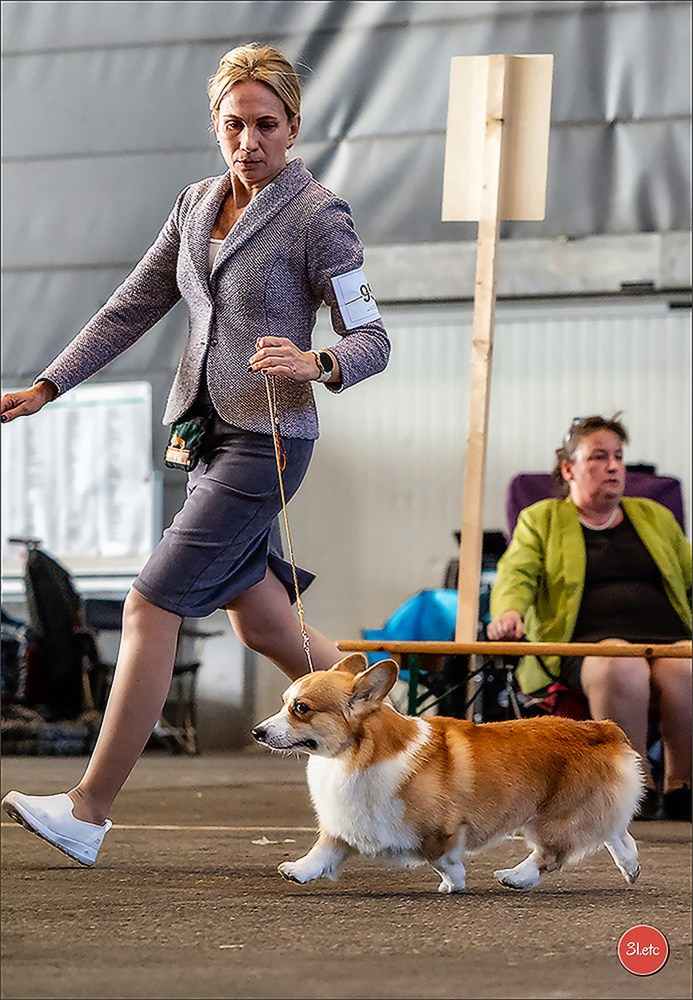 🇨🇭 Geneva Dog Show 15-17/11/2024. Photographe à Strasbourg | Portraits, Studio, Enfants, Événements