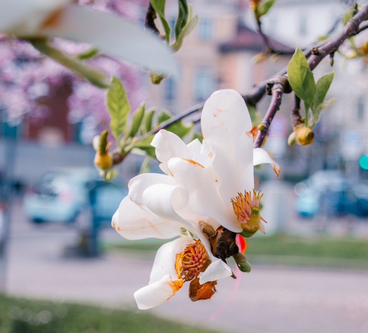 Magnolia. Anastasiia Buchinskaia Fotografa Milano