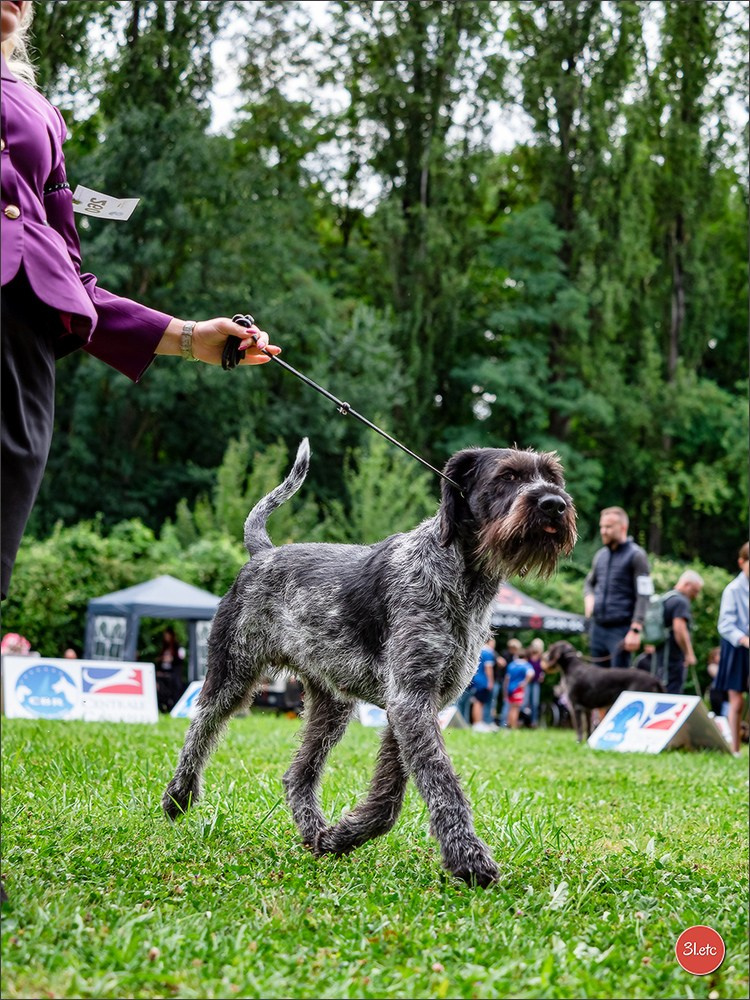 🇱🇺 LUXEMBOURG 🇱🇺 International Dog Show 🇱🇺 30/08 - 31/08/2025. Photographe à Strasbourg | Portraits, Studio, Enfants, Événements