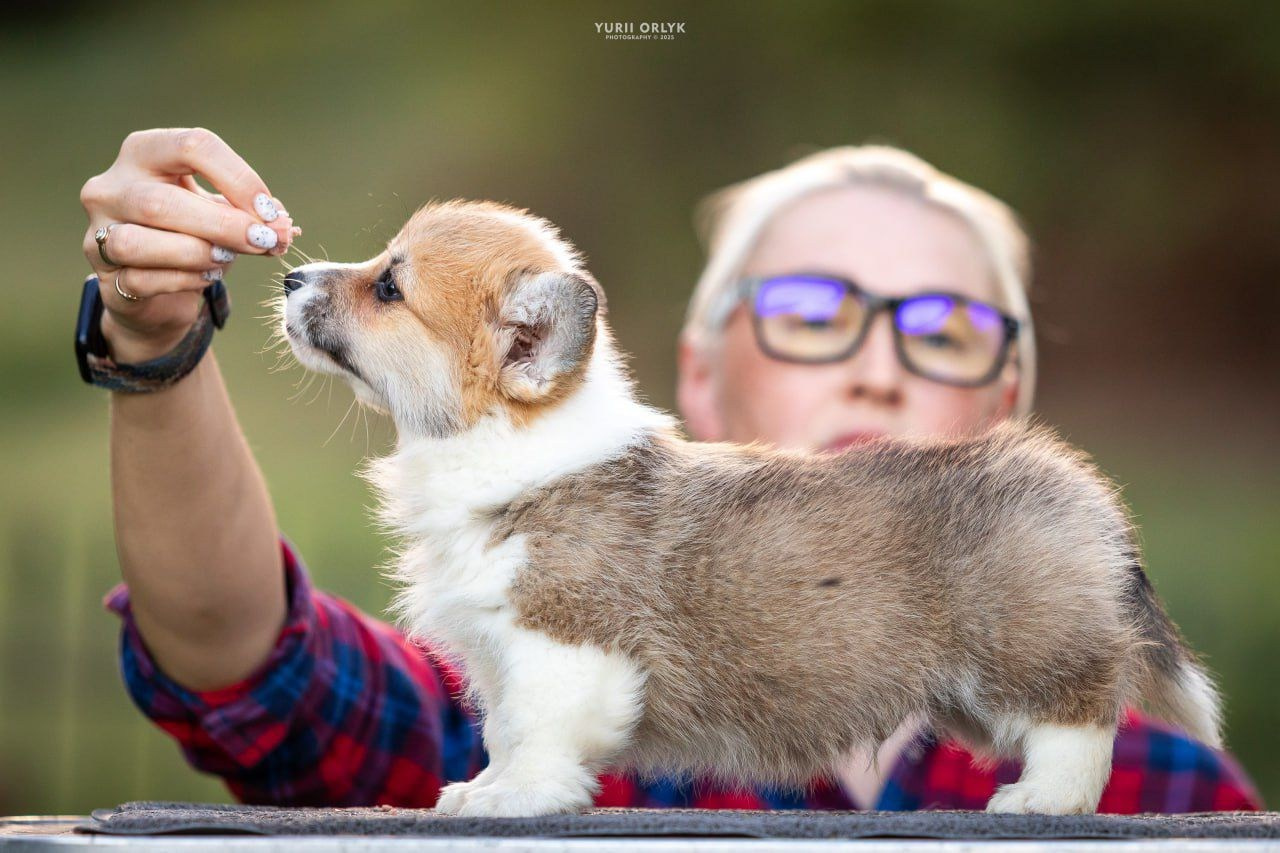 Puppies. Yurii Orlyk Photography
