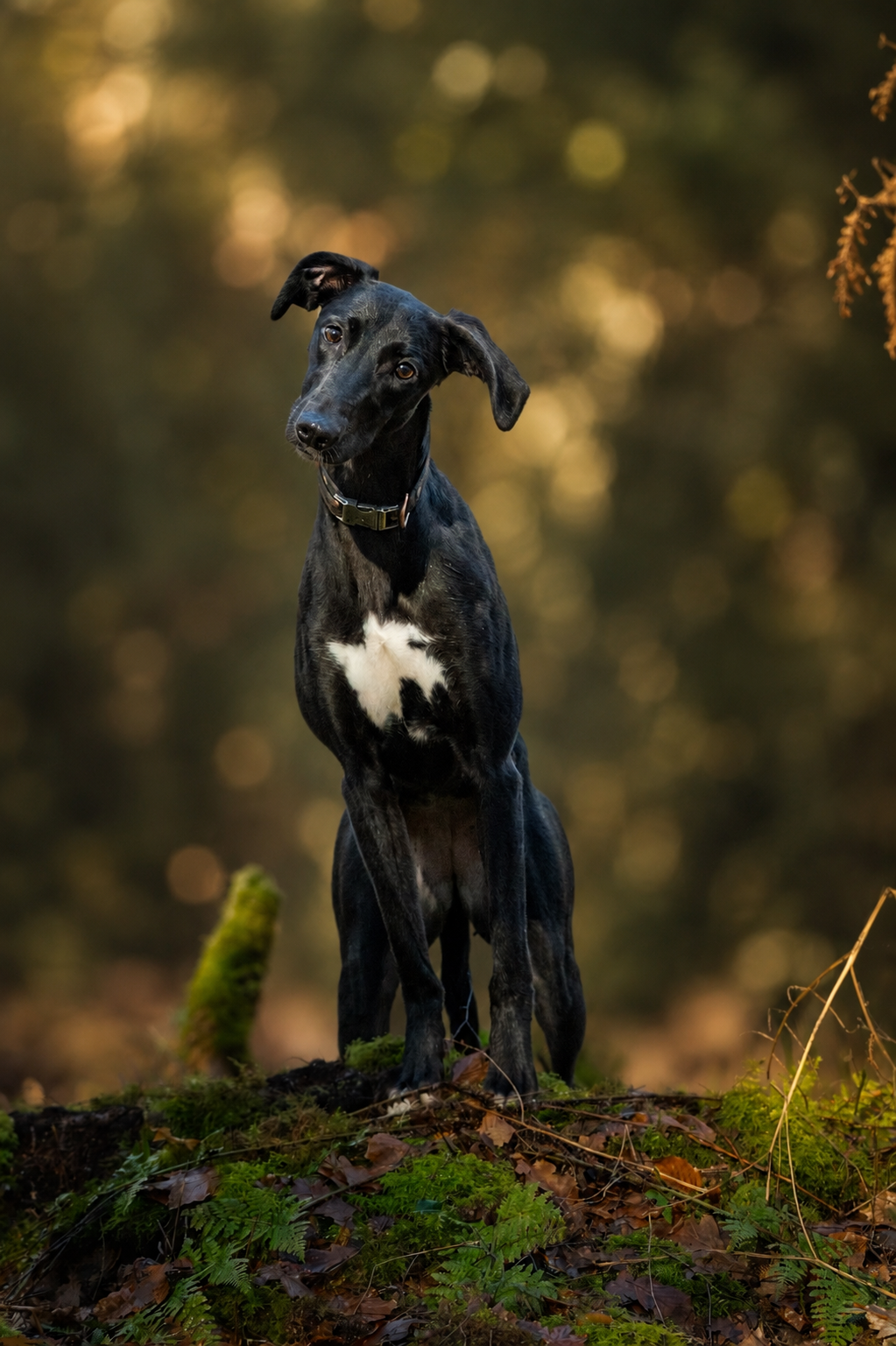 Canine. Leicestershire Equine Photography by El | Authentic Equine Portraits & Events